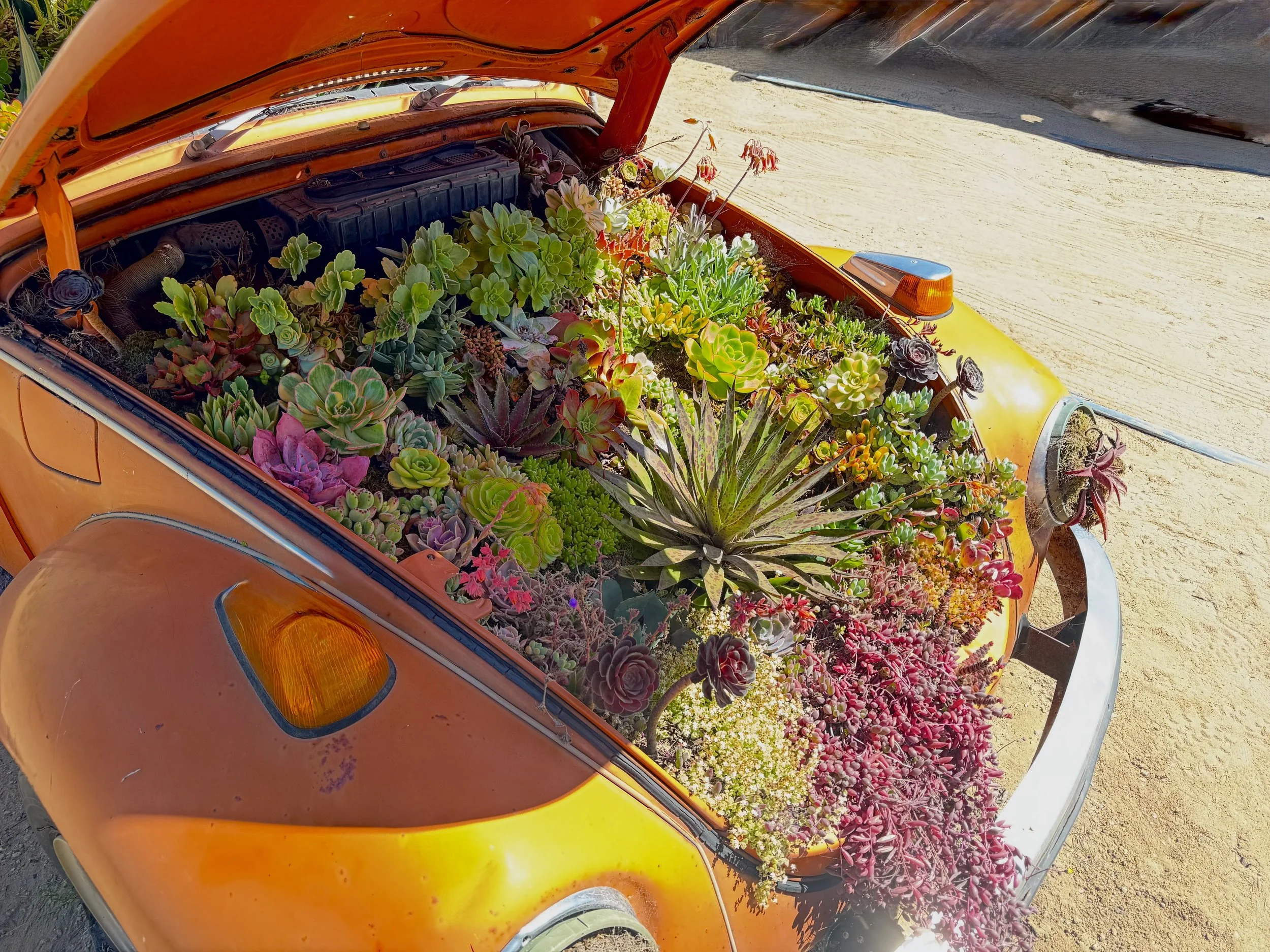 Colorful Succulents Planted in a Vintage Beetle