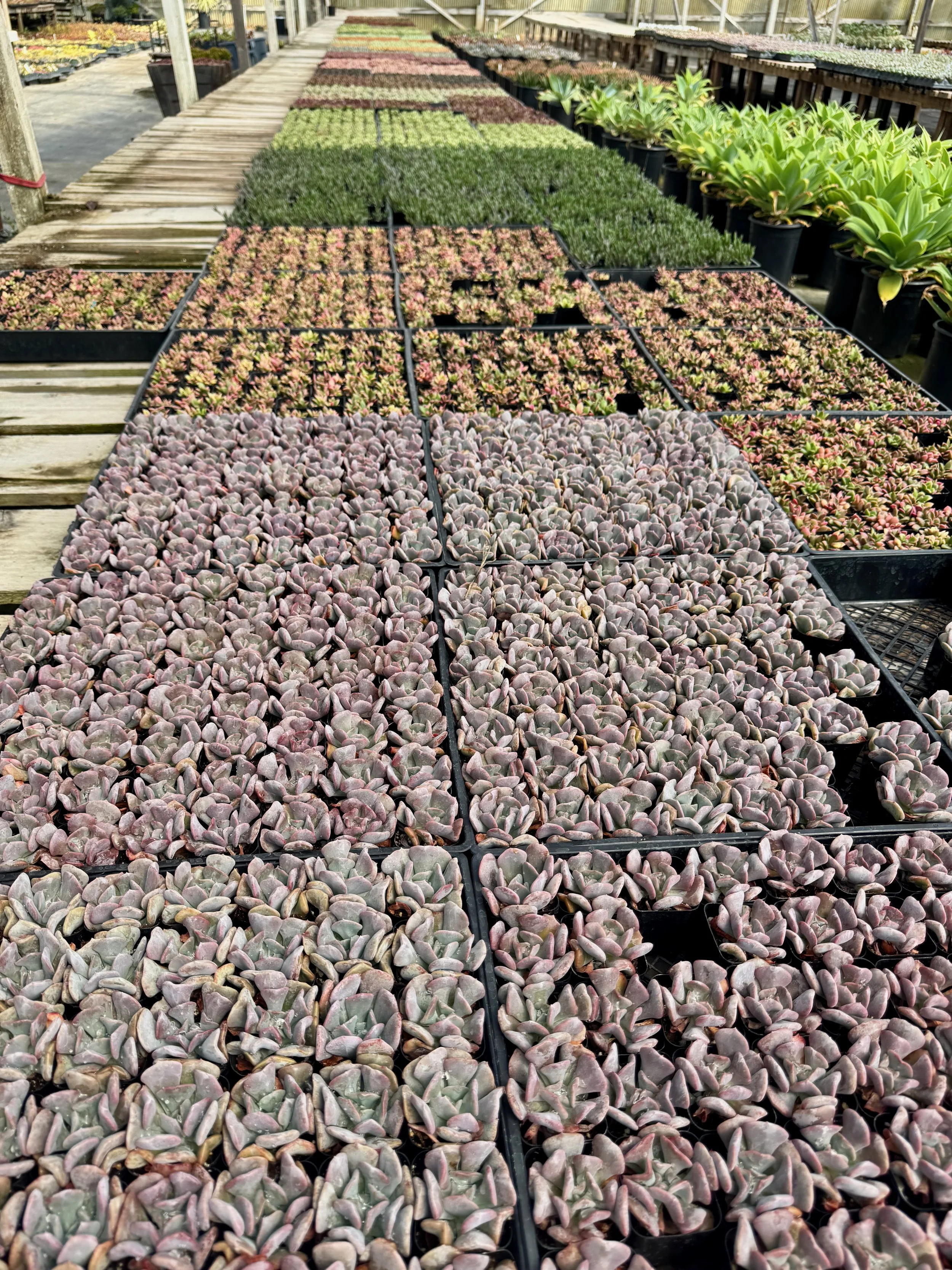 Rows of Succulents at a Succculent Garden