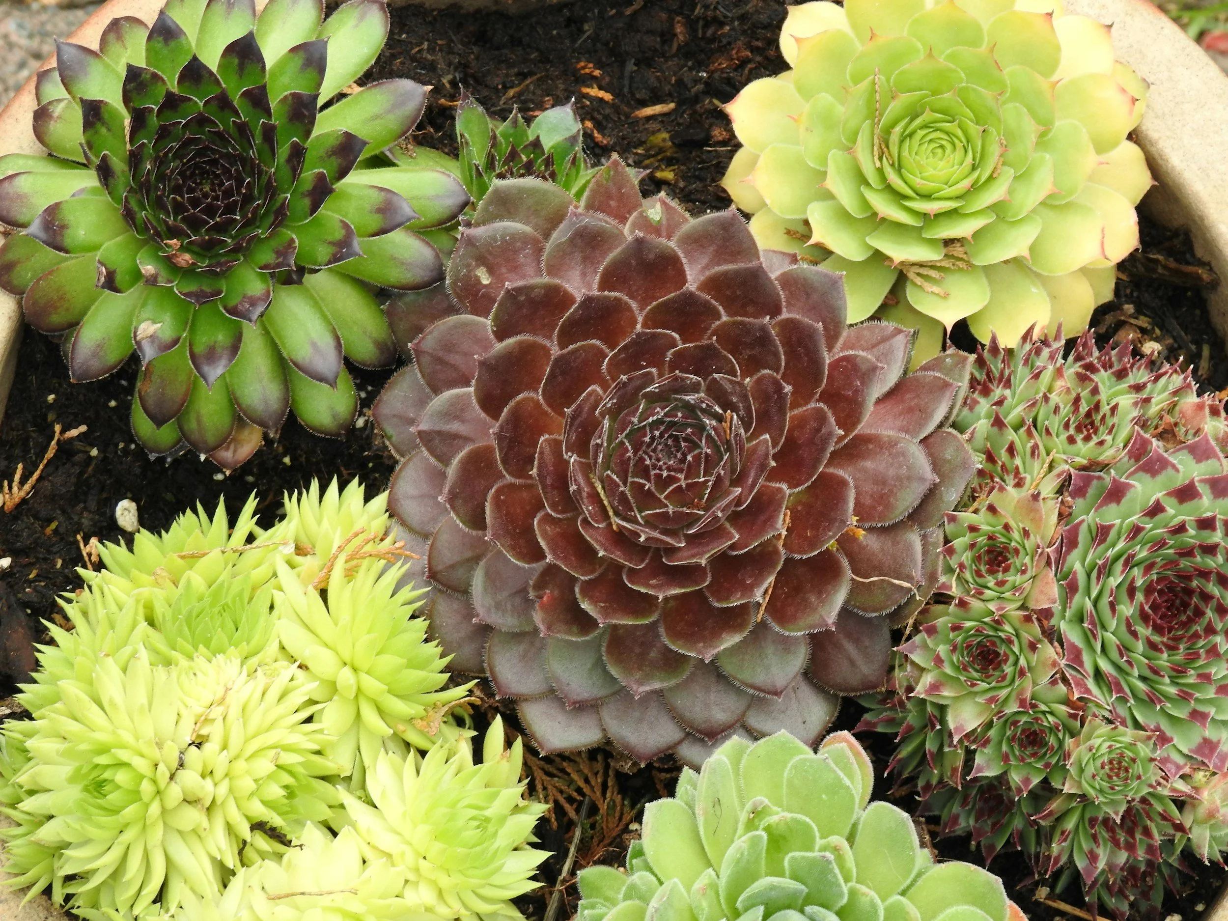 Colorful Hens and Chicks Succulents