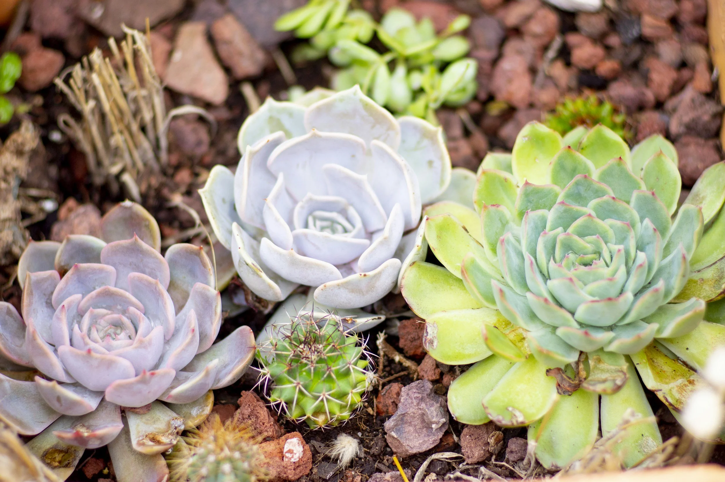 Mixed Succulent Garden with Rosette Plants