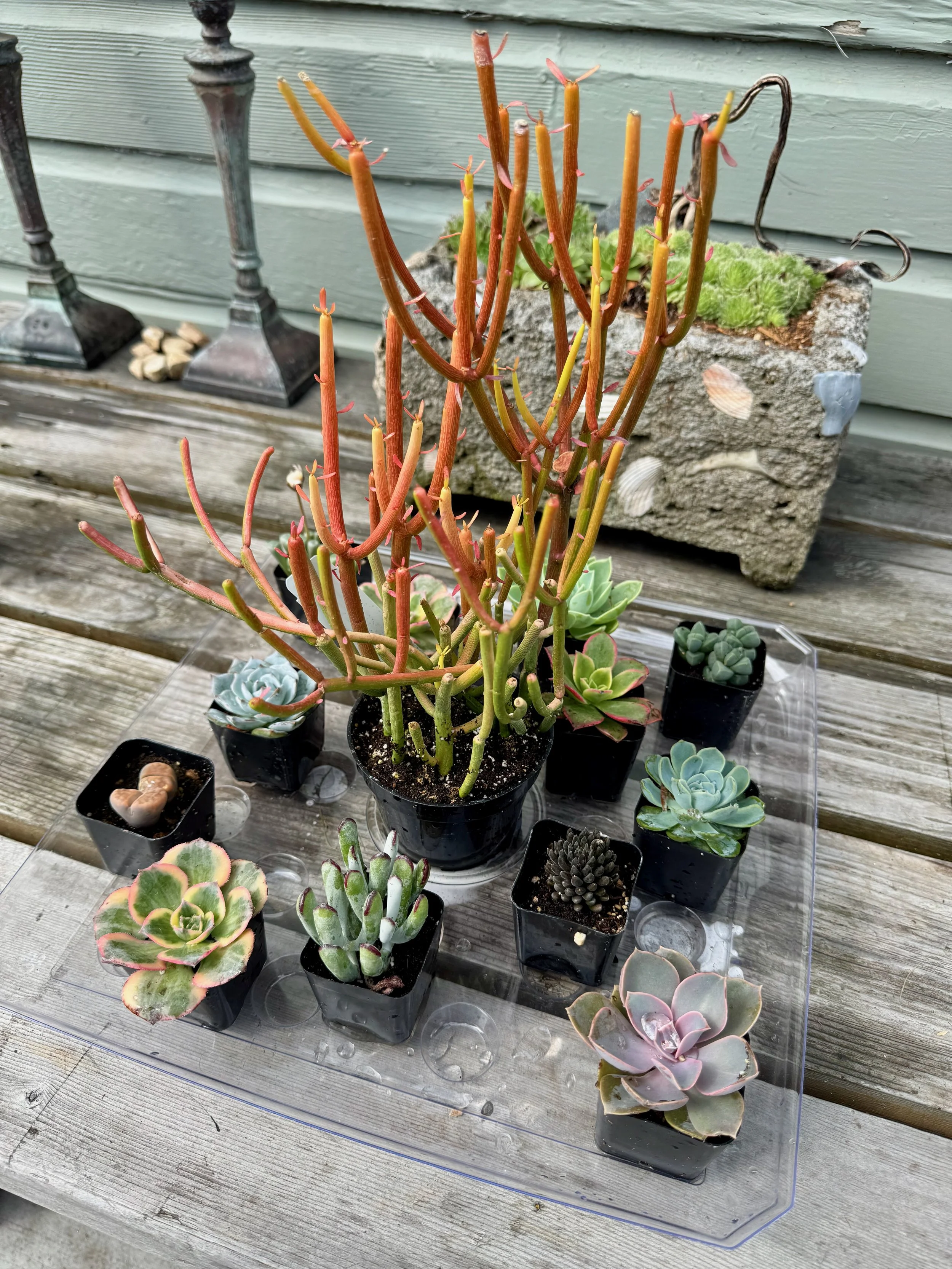 Succulents Ready for a Container Garden