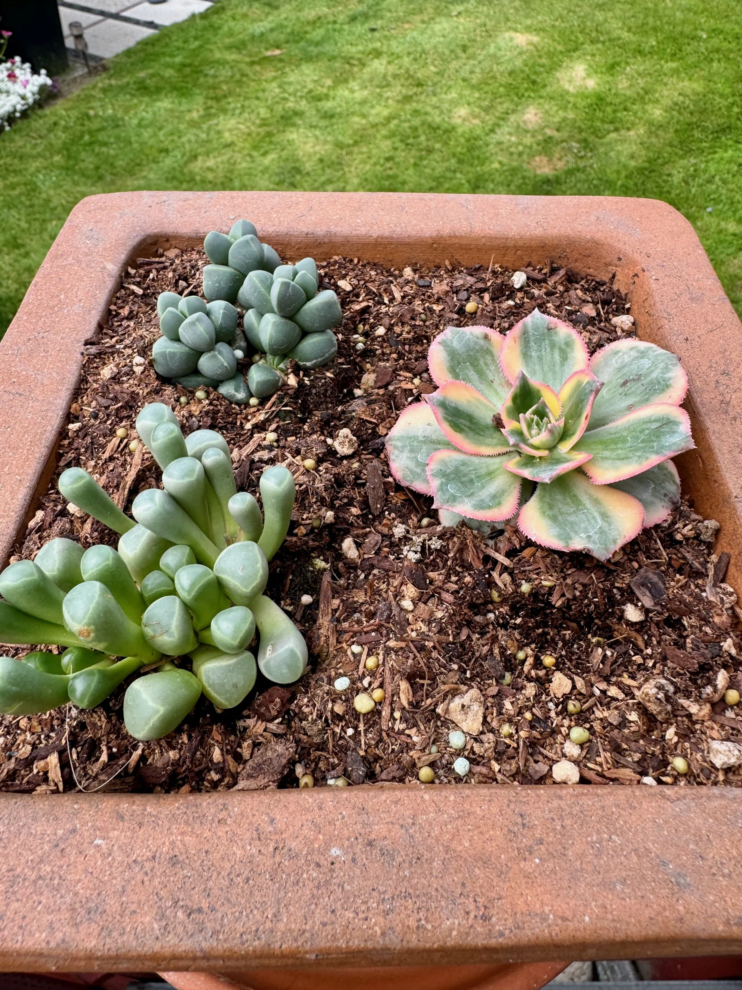 Mixed Succulents in a Square Container