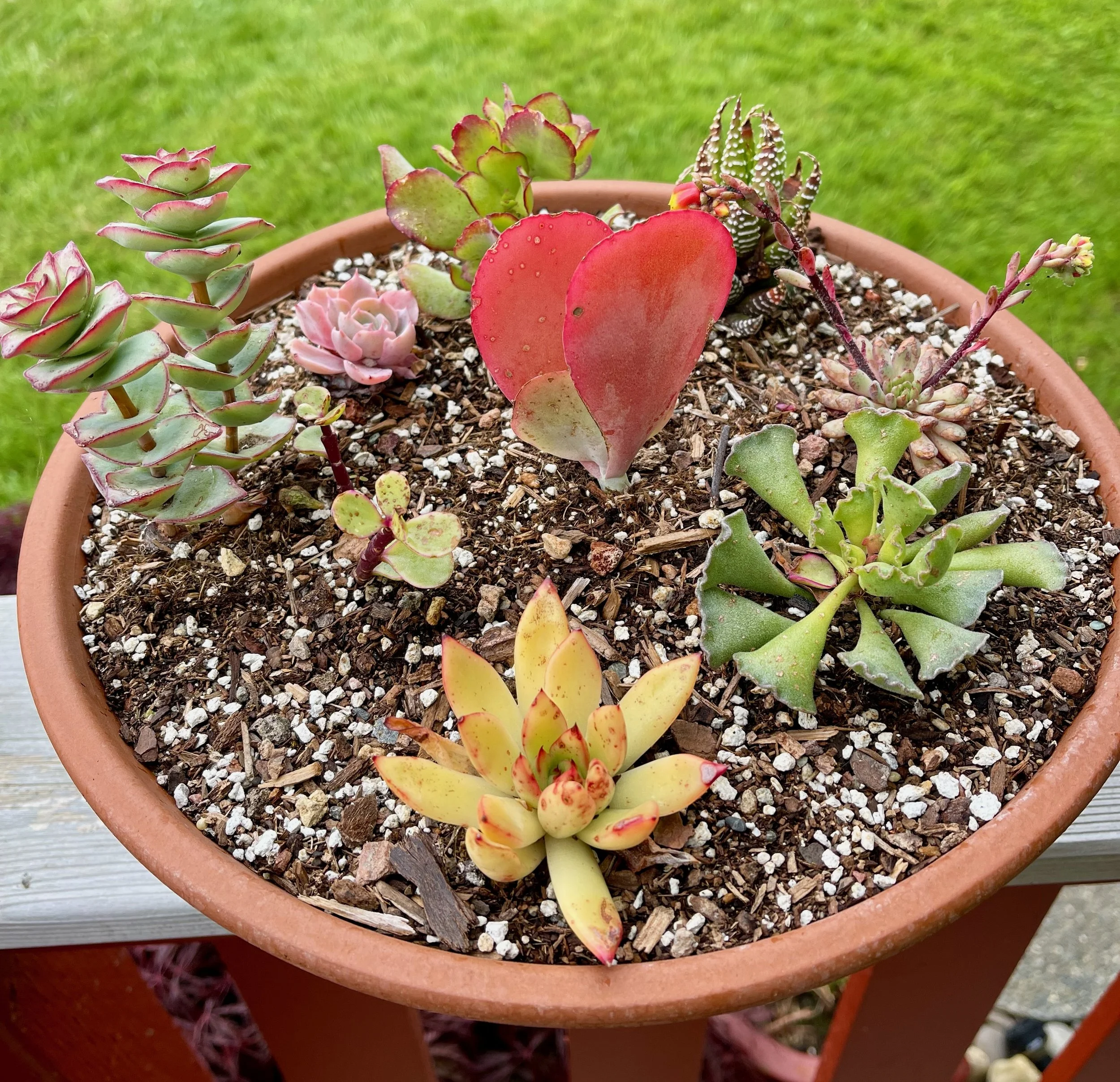 Mixed Succulent Container Garden