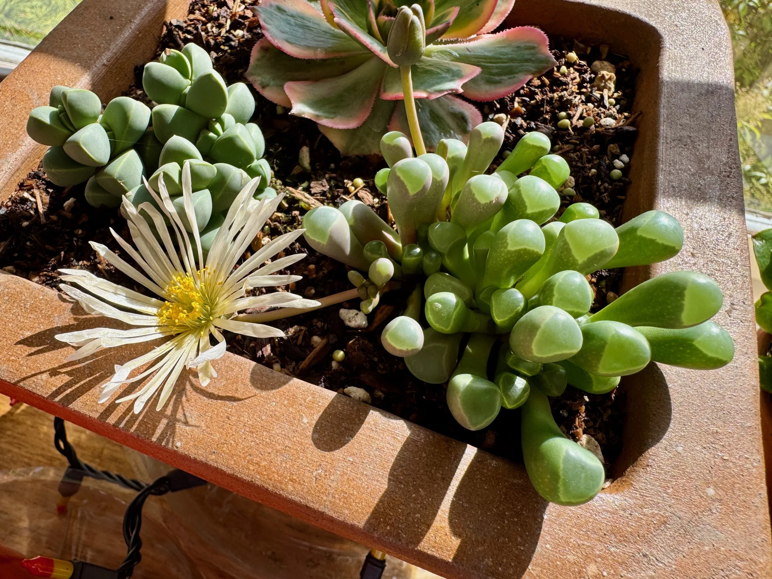 Flowering Succulents in a Container Garden