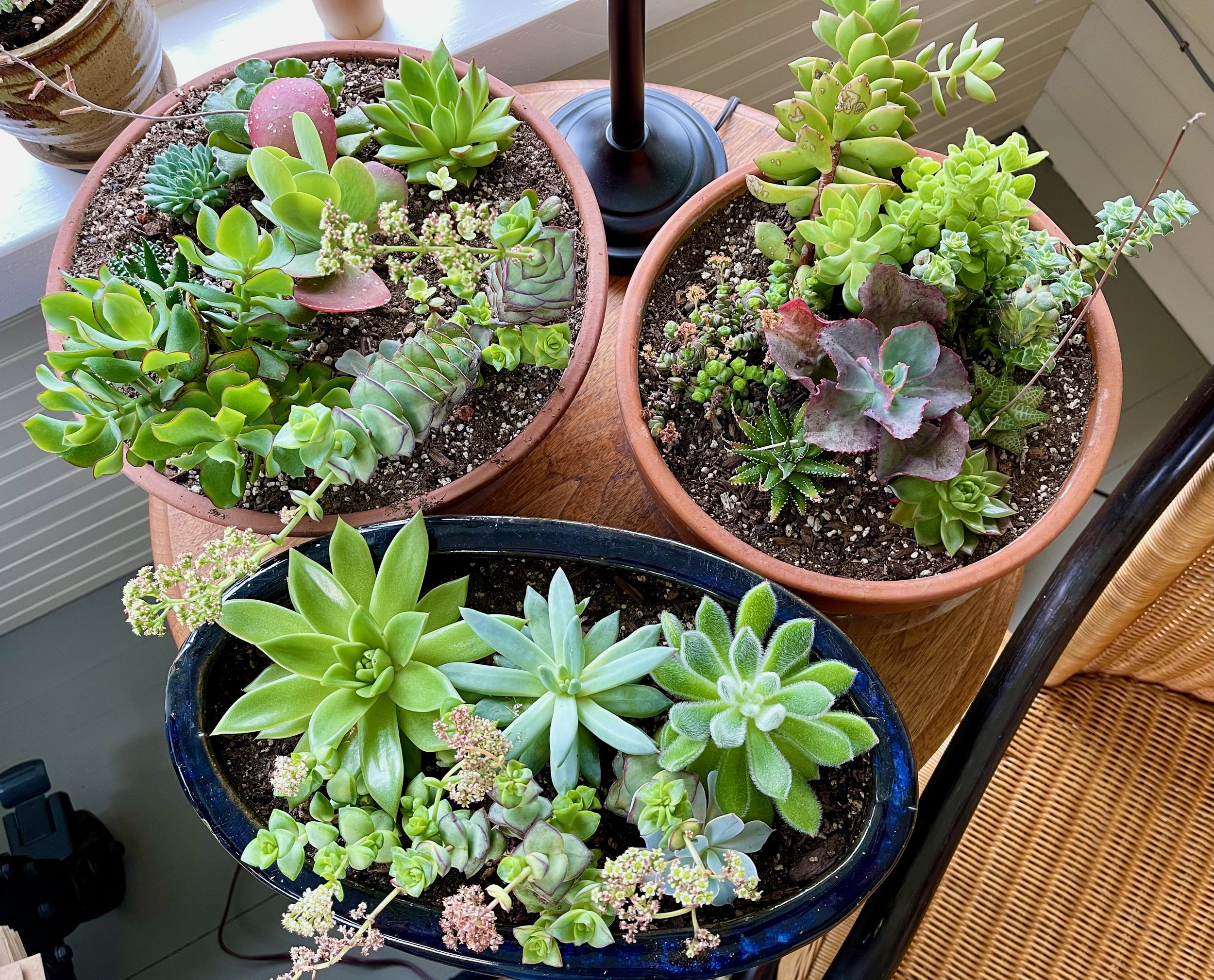 Mixed Succulent Containers Overwintering Indoors
