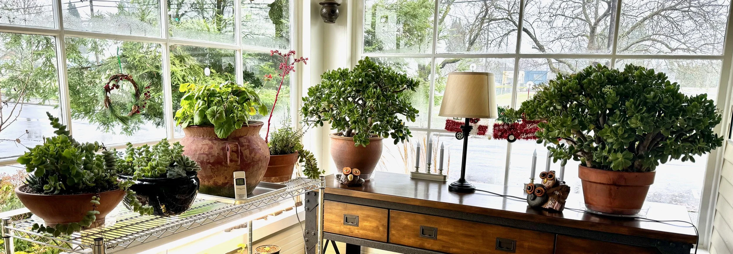 Succulents and Jade Plants Overwintering Indoors