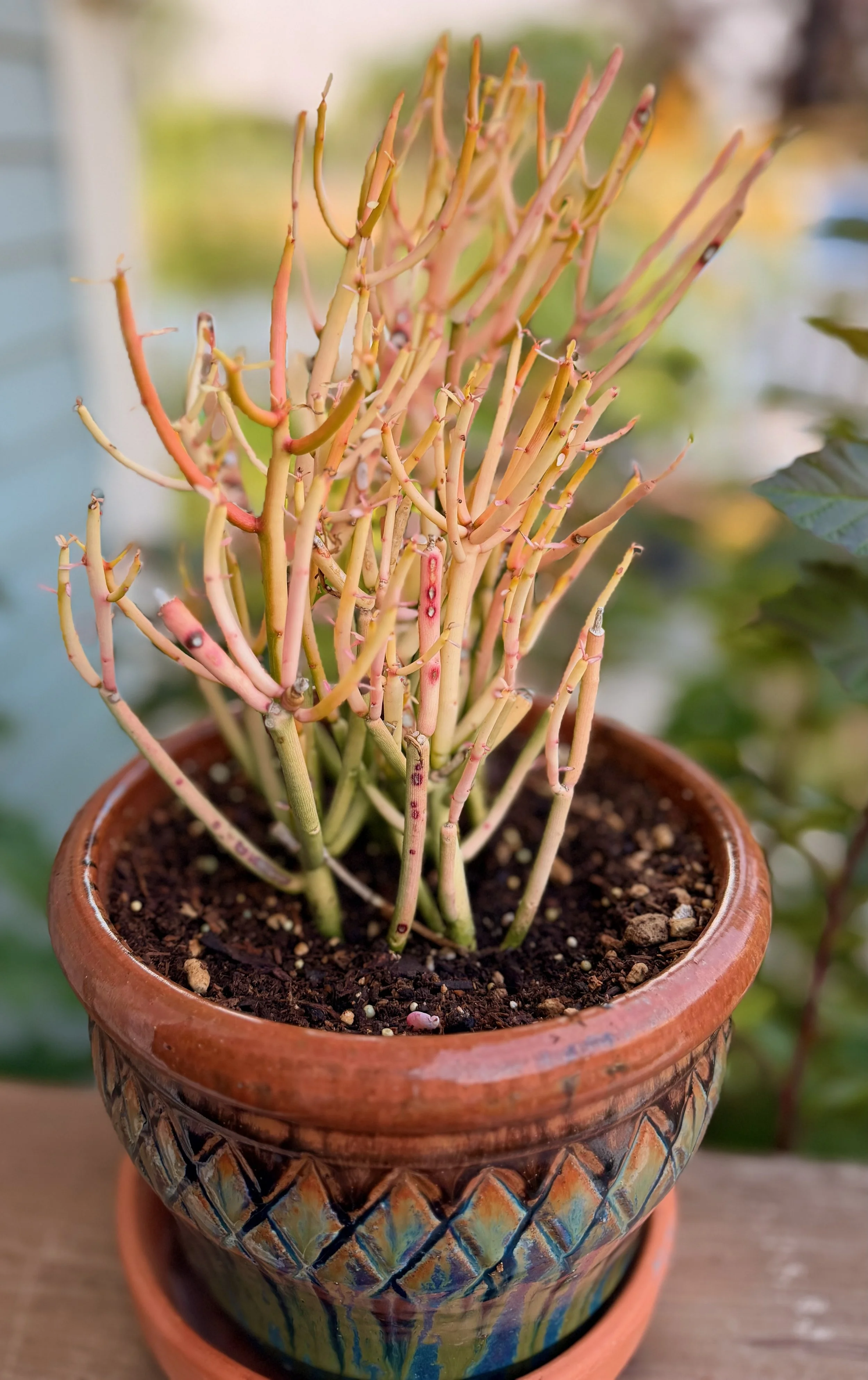 Colorful "Sticks on Fire" Pencil Cactus