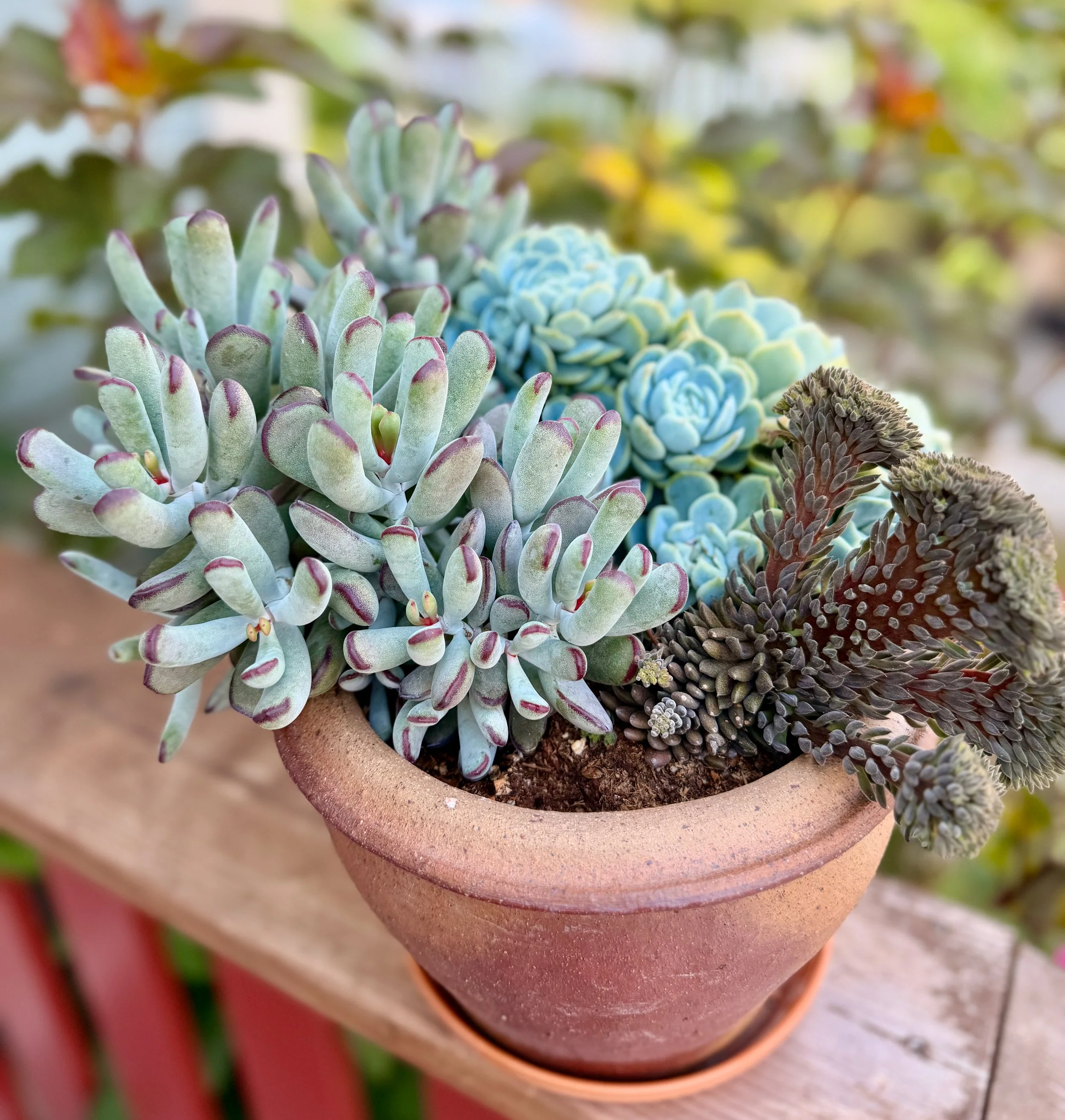 Blue and Silver Succulent Container Garden