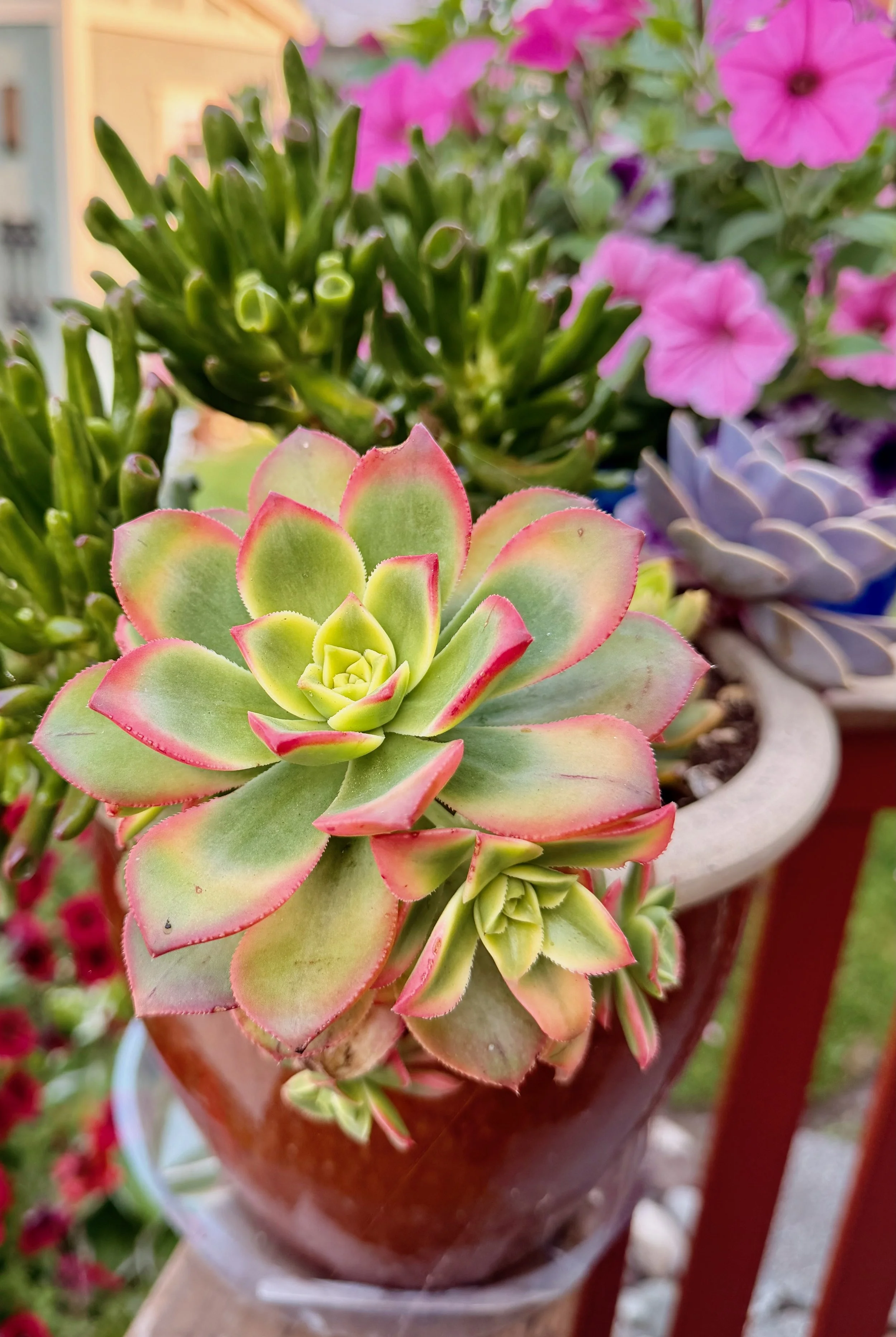 Pink-Edged Succulent in a Summer Container