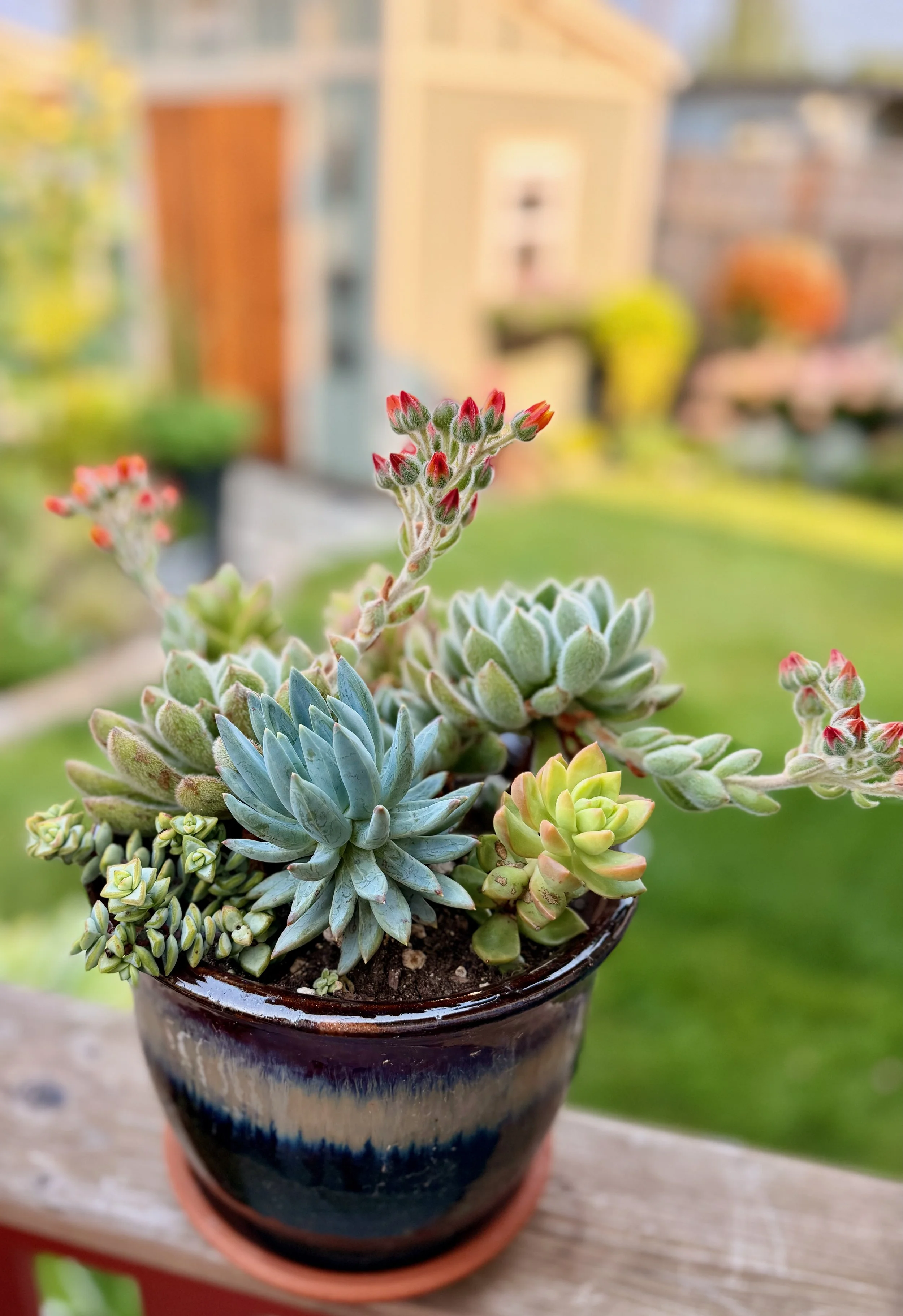 Flowering Mixed Succulent Container