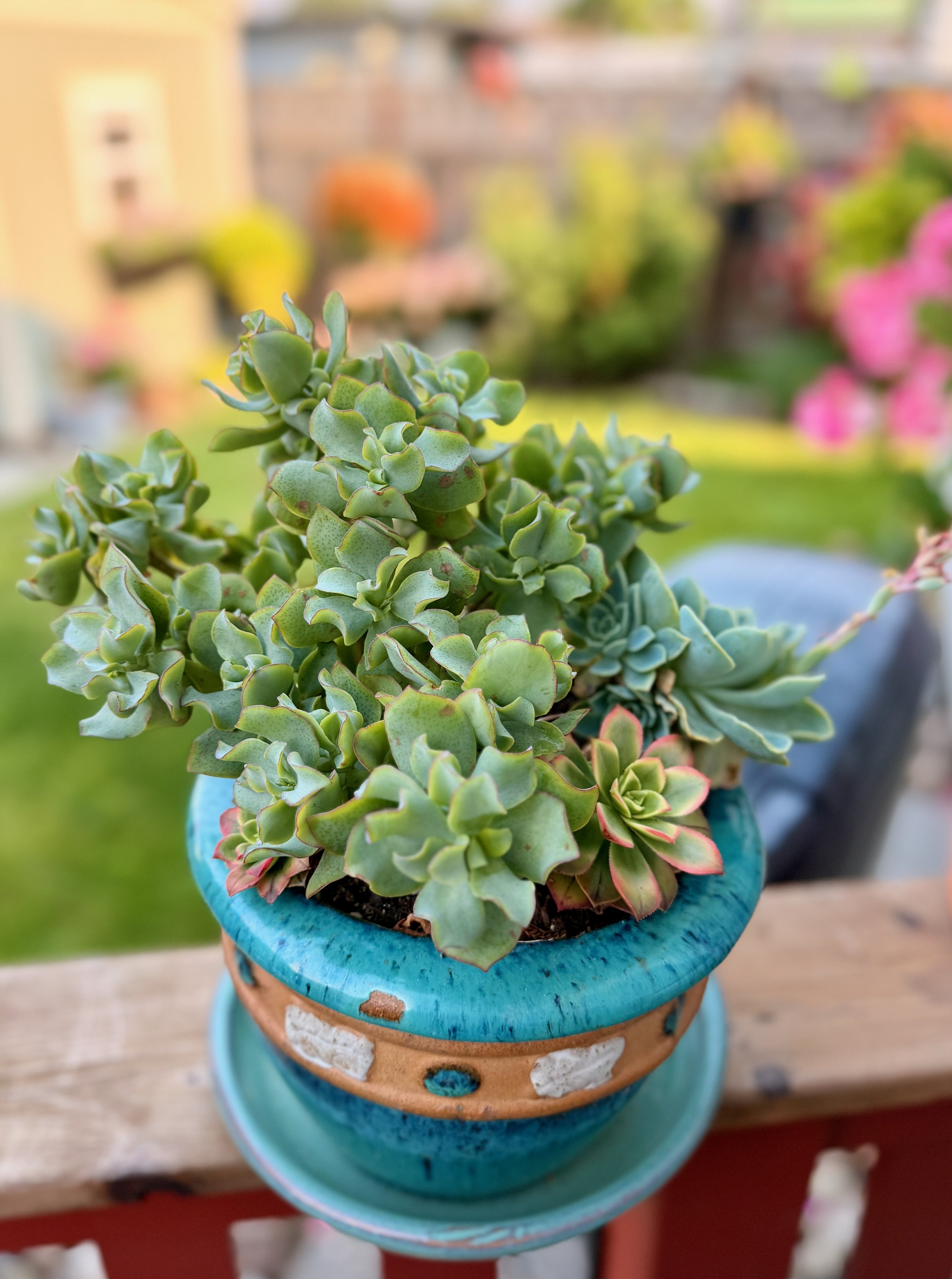 Mixed Succulents in a Turquoise Container