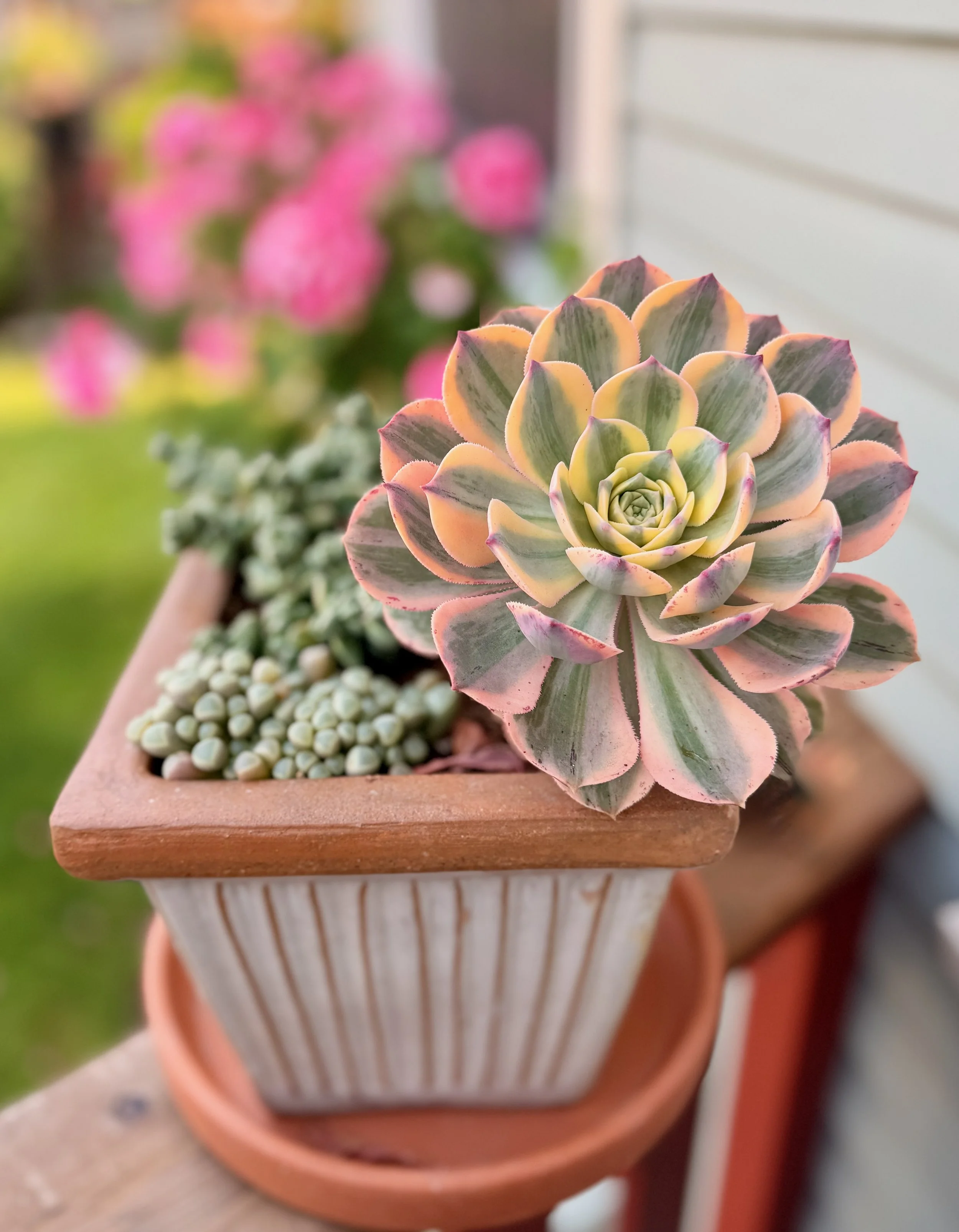Mixed succulent container with blue-green rosettes, trailing foliage and small red flower buds growing outdoors.