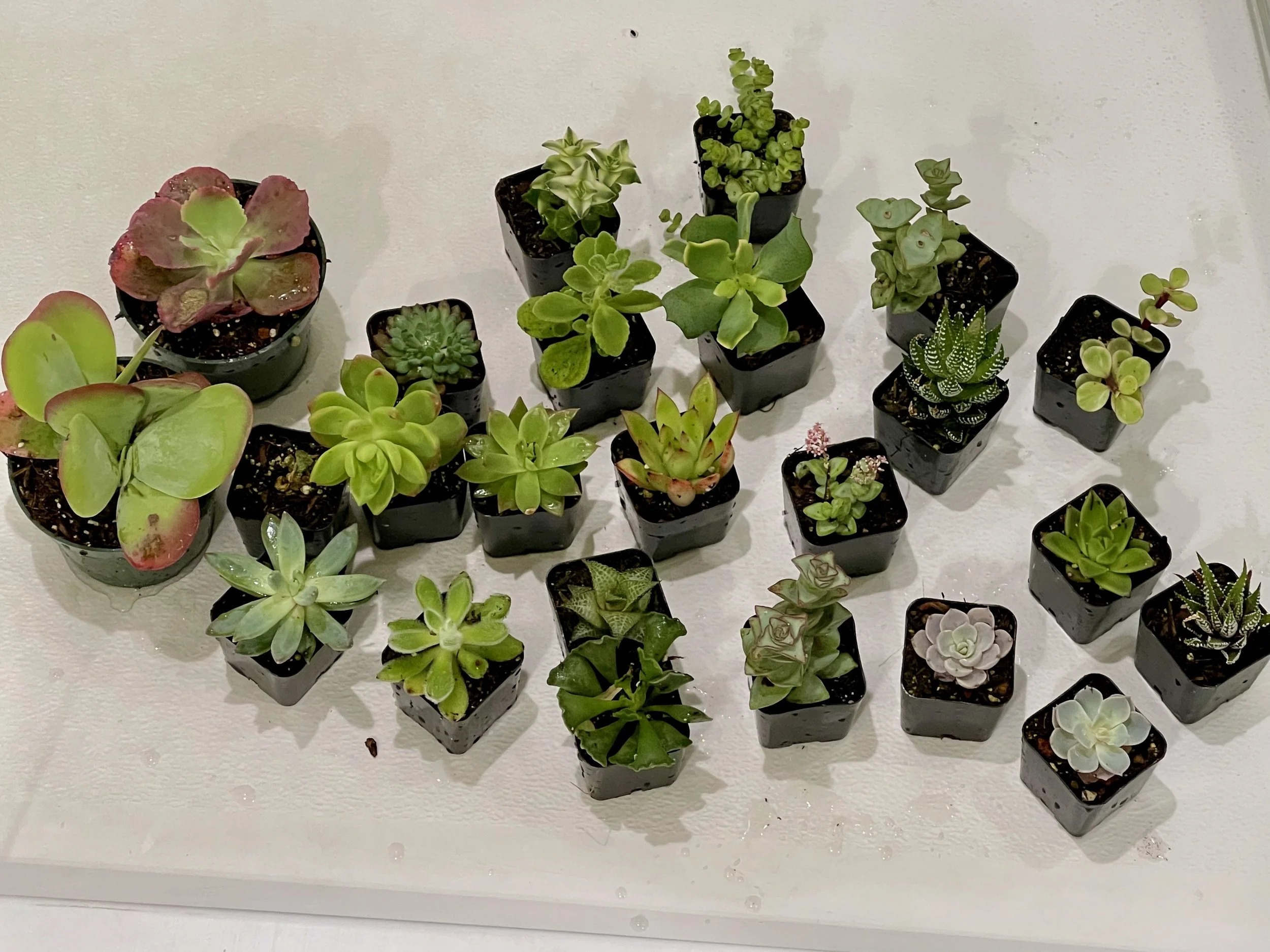 Assorted Succulent Plants Ready for Potting