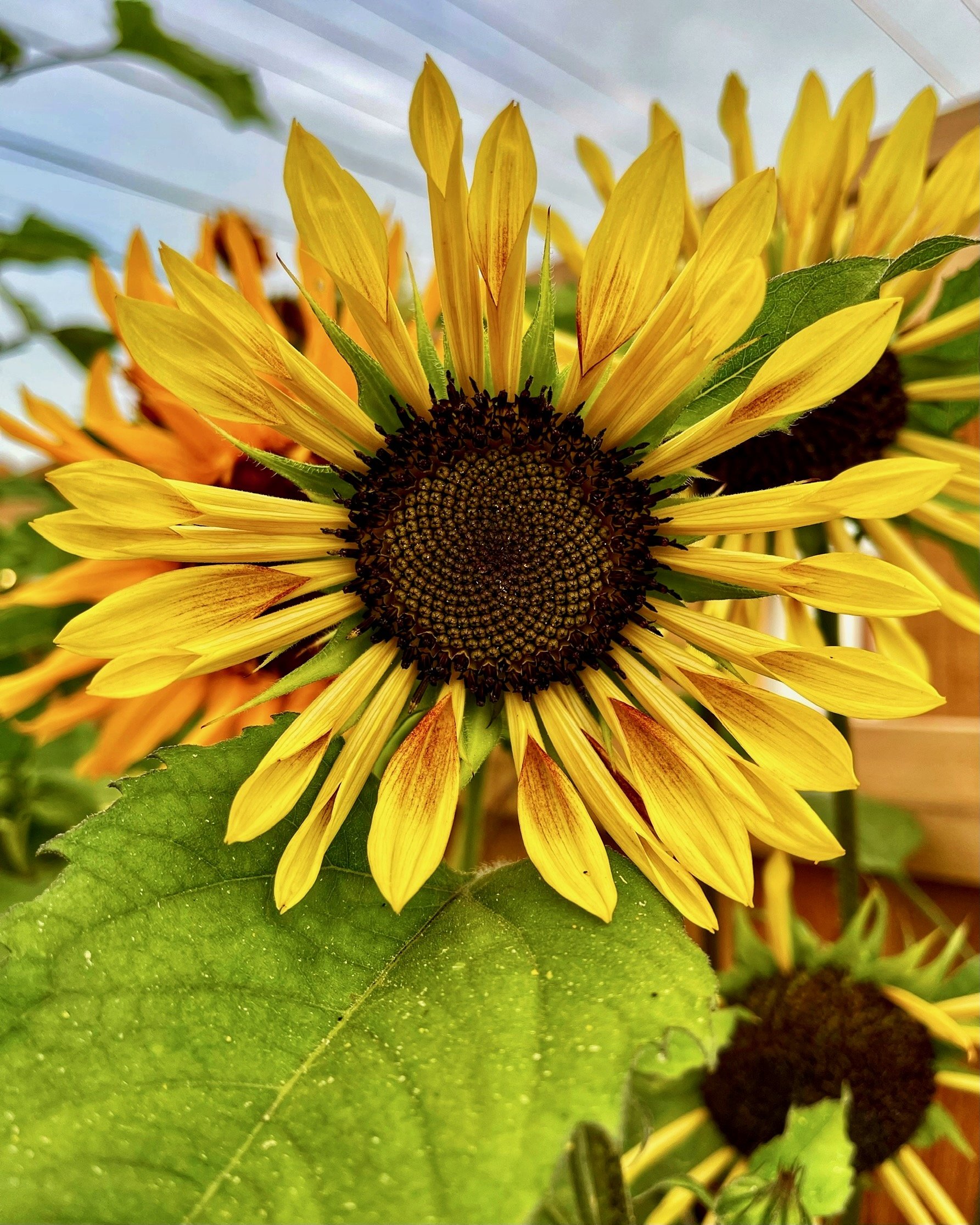 Sunflowers - 13 of 50.jpeg