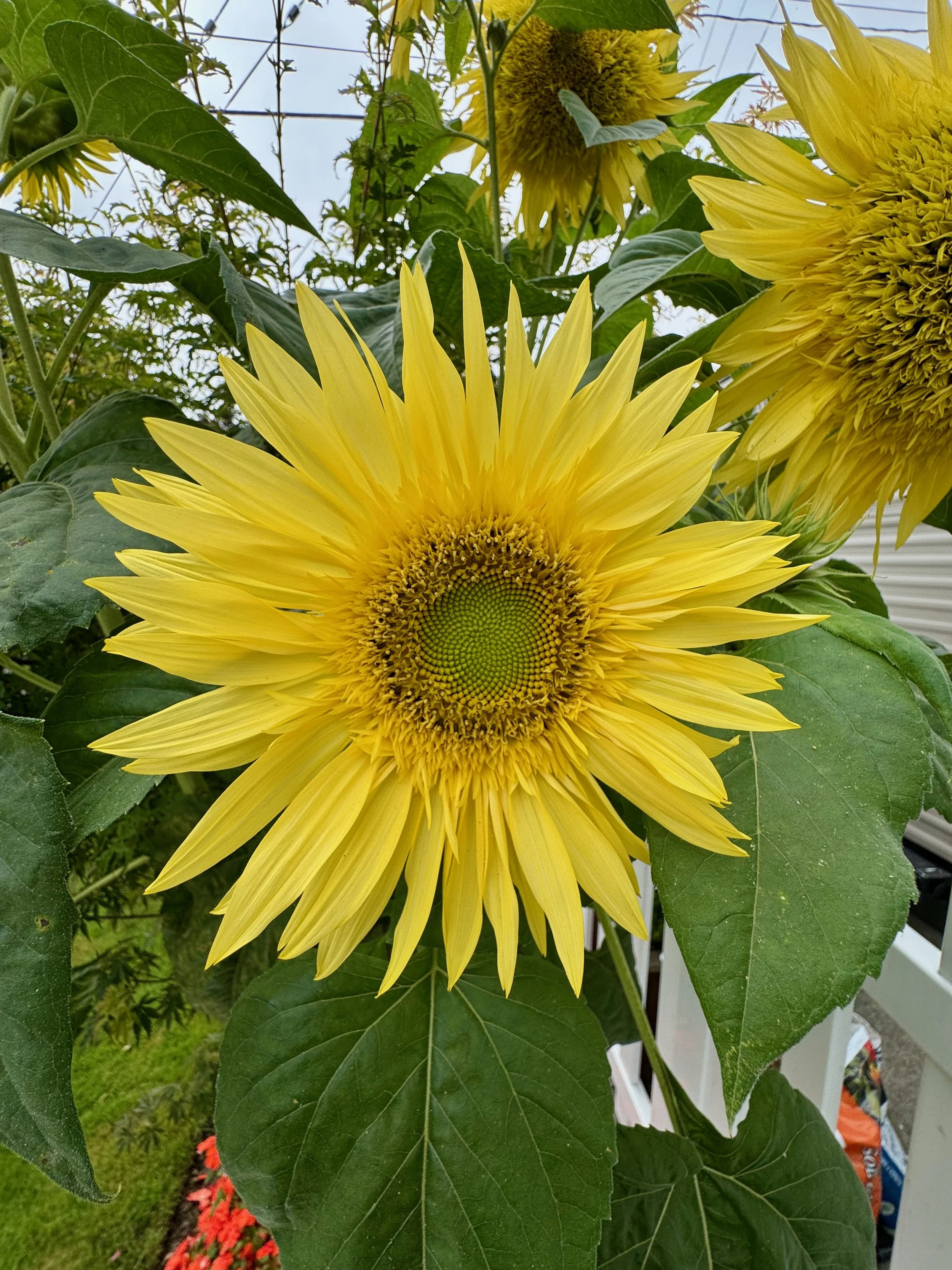 Sunflowers - 43 of 50.jpeg