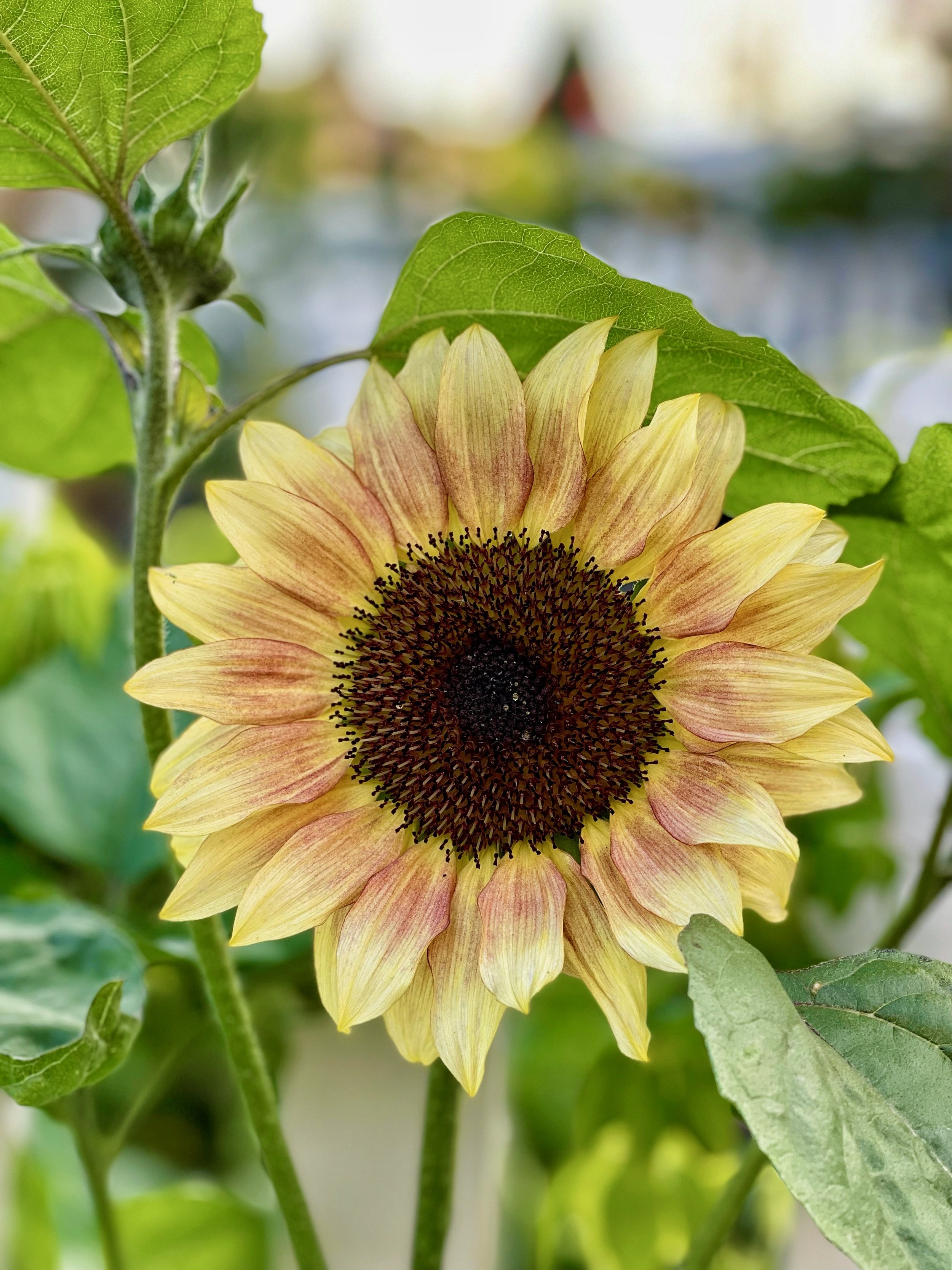 Sunflowers - 4 of 50.jpeg