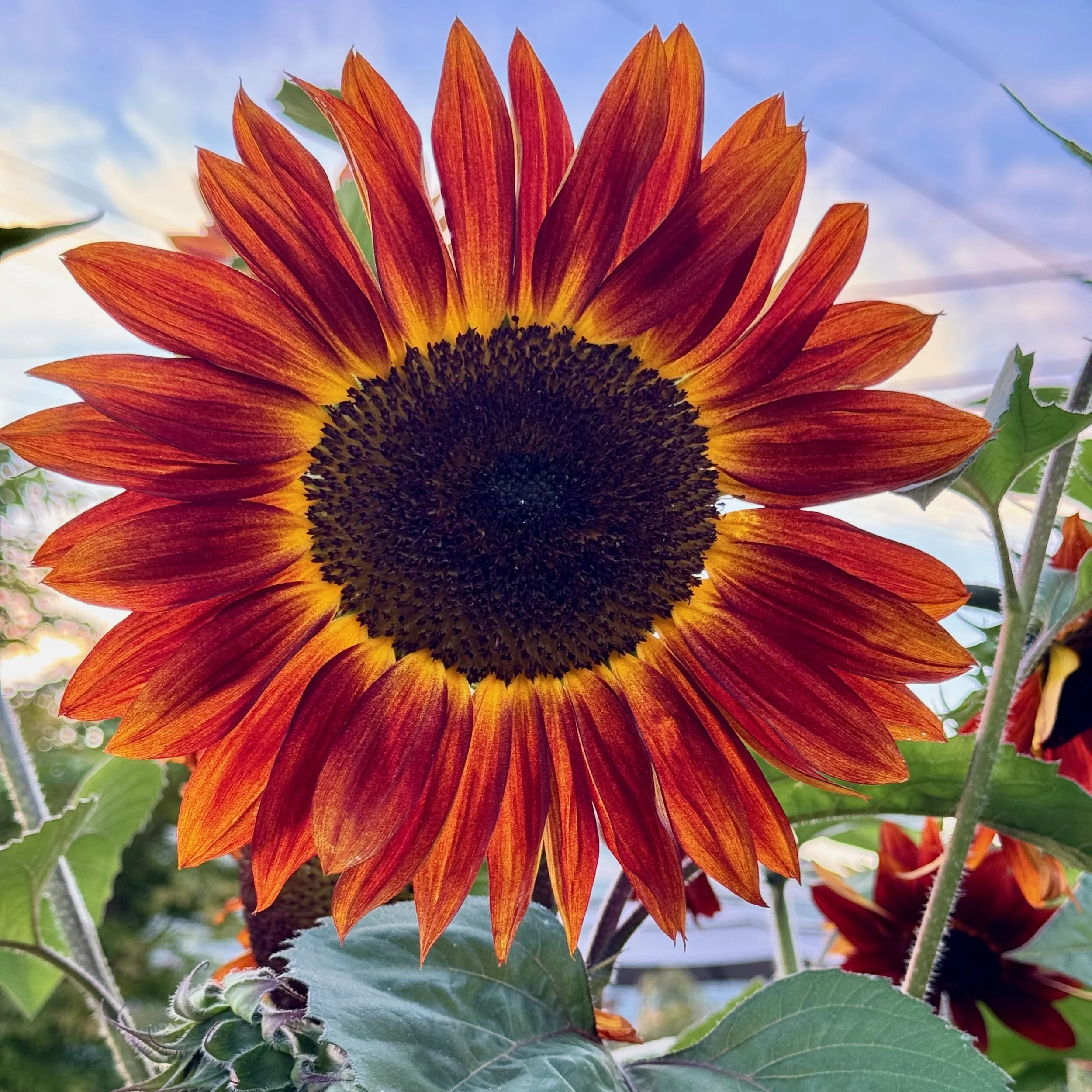 Sunflowers - 34 of 50.jpeg