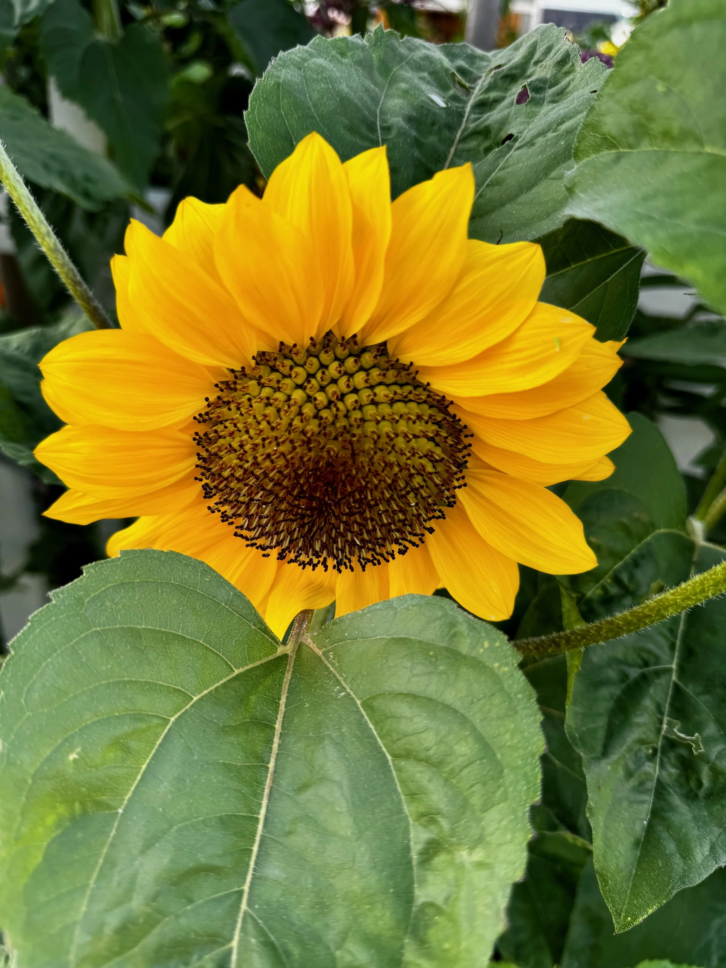 Sunflowers - 28 of 50.jpeg