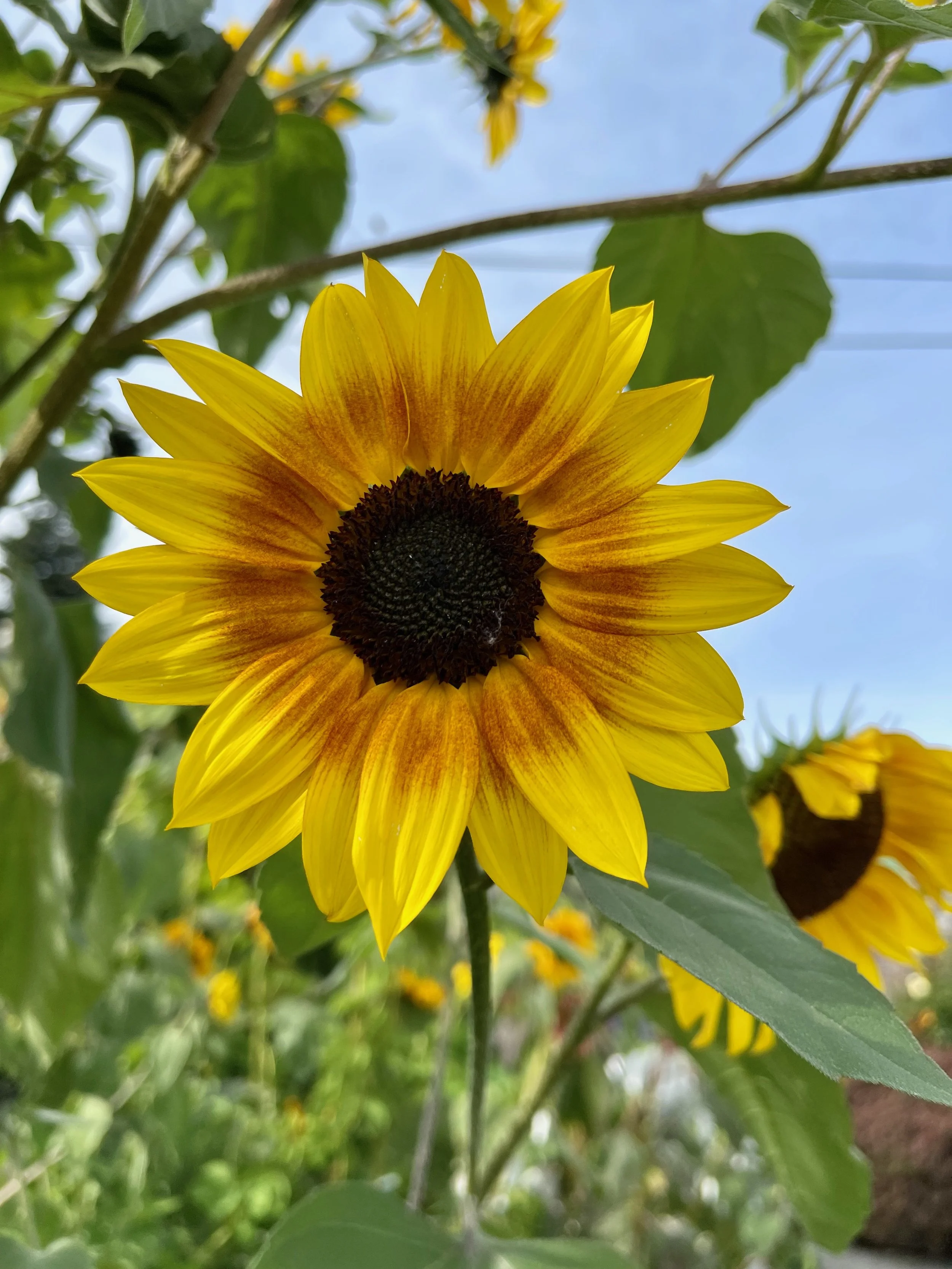Sunflowers - 7 of 50.jpeg