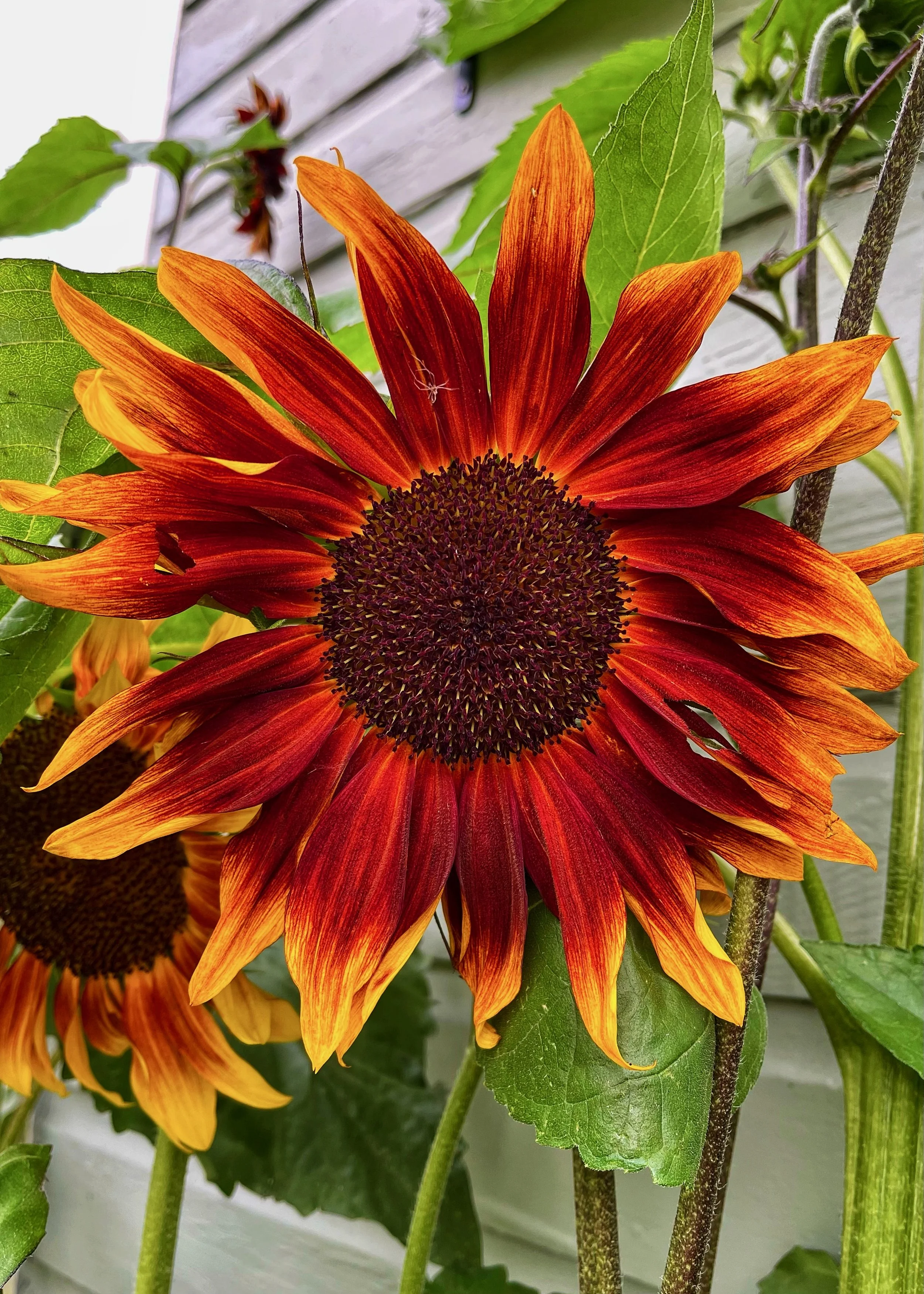 Sunflowers - 15 of 50.jpeg