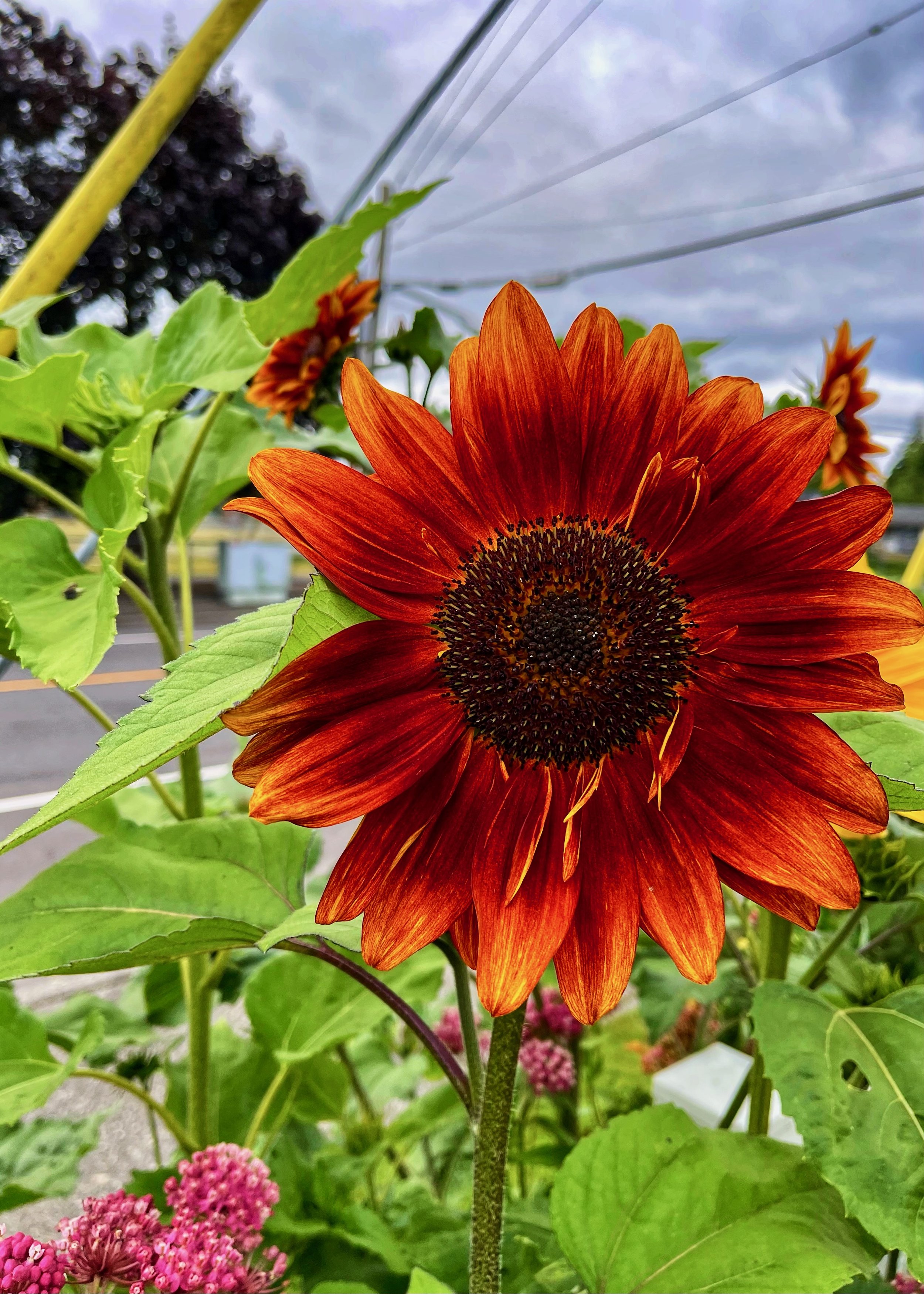Sunflowers - 22 of 50.jpeg