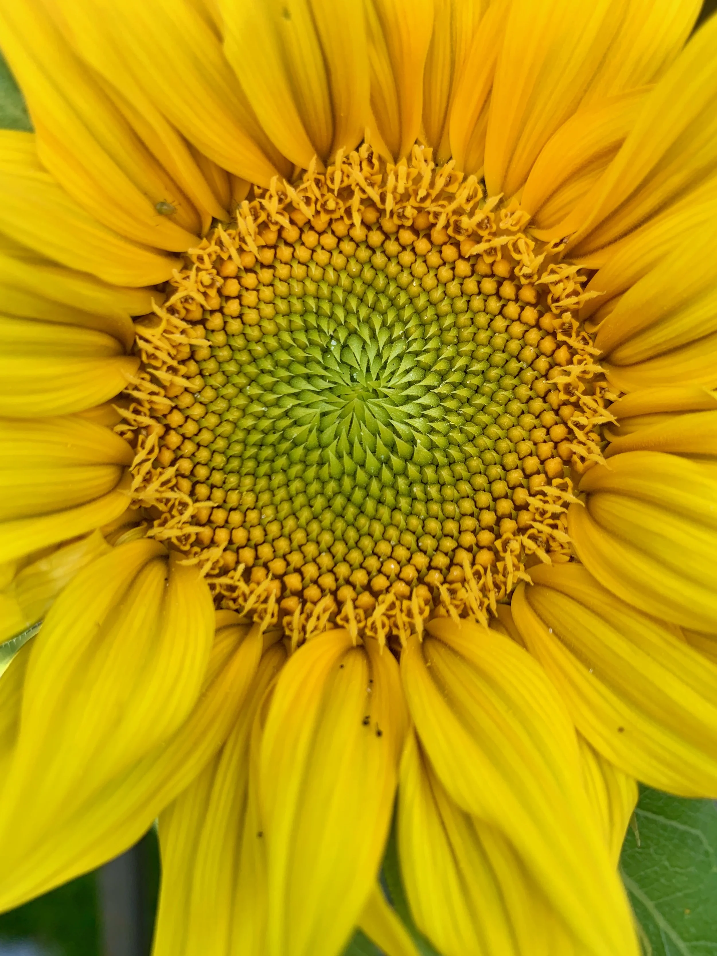 Sunflowers - 2 of 50.jpeg
