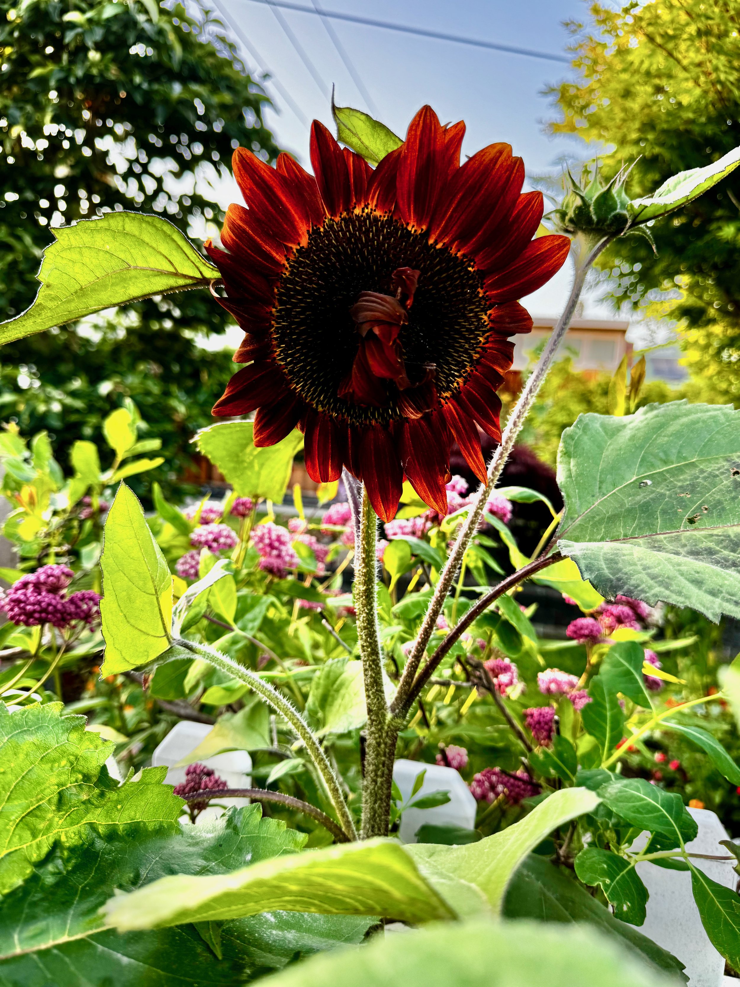 Sunflowers - 27 of 50.jpeg