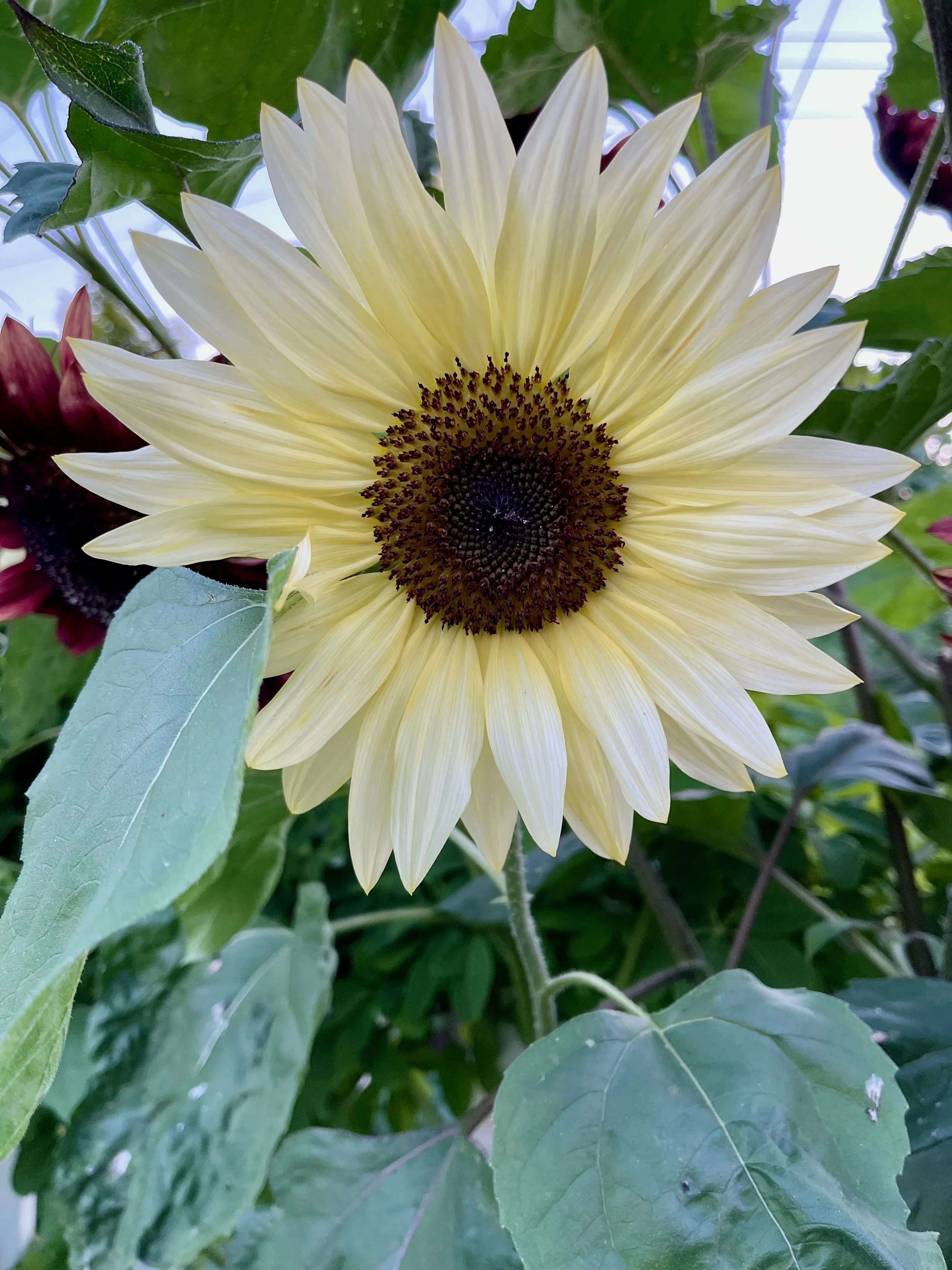 Sunflowers - 9 of 50.jpeg