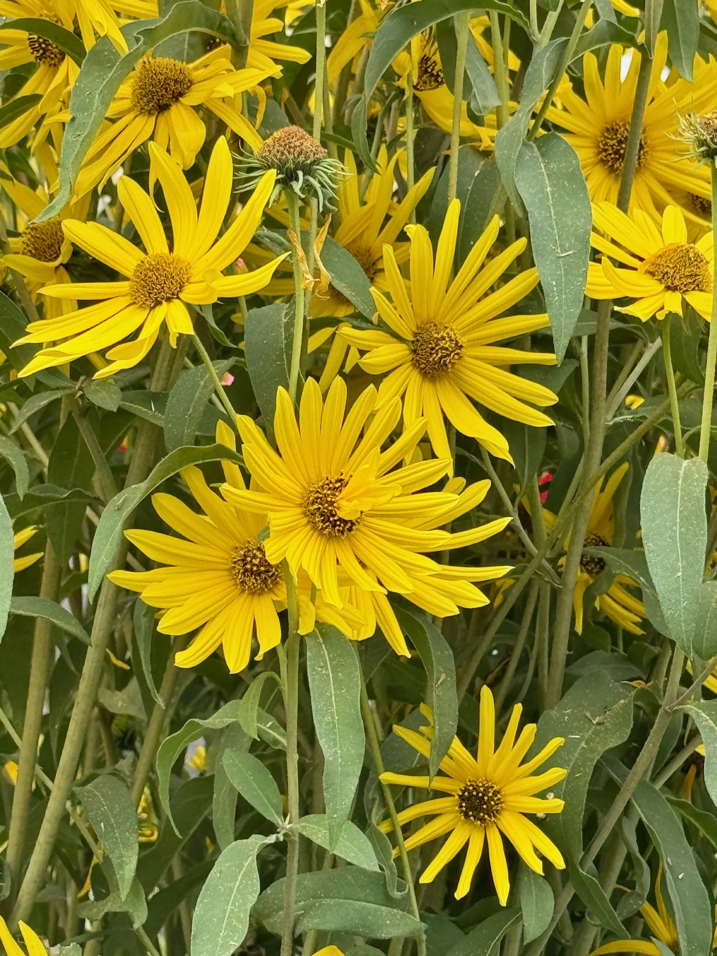 Sunflowers - 42 of 50.jpeg