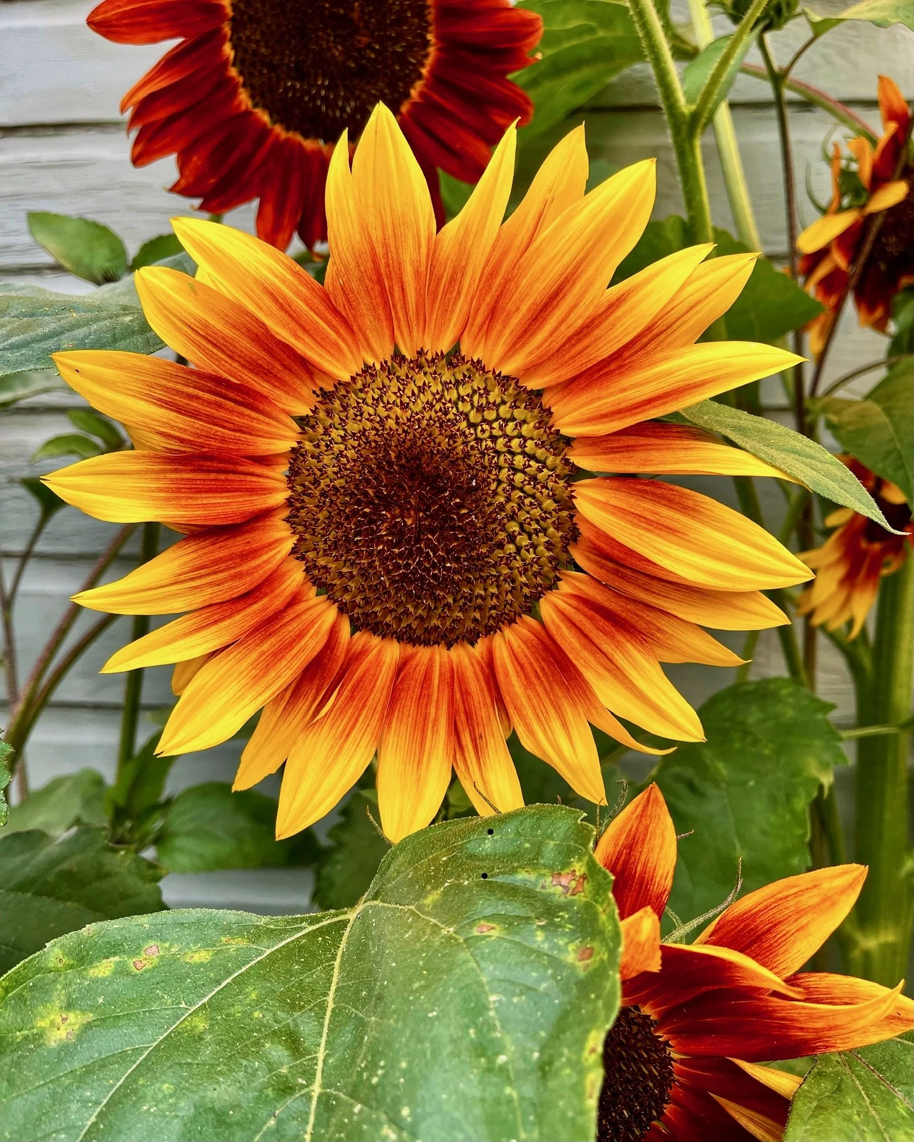 Sunflowers - 12 of 50.jpeg
