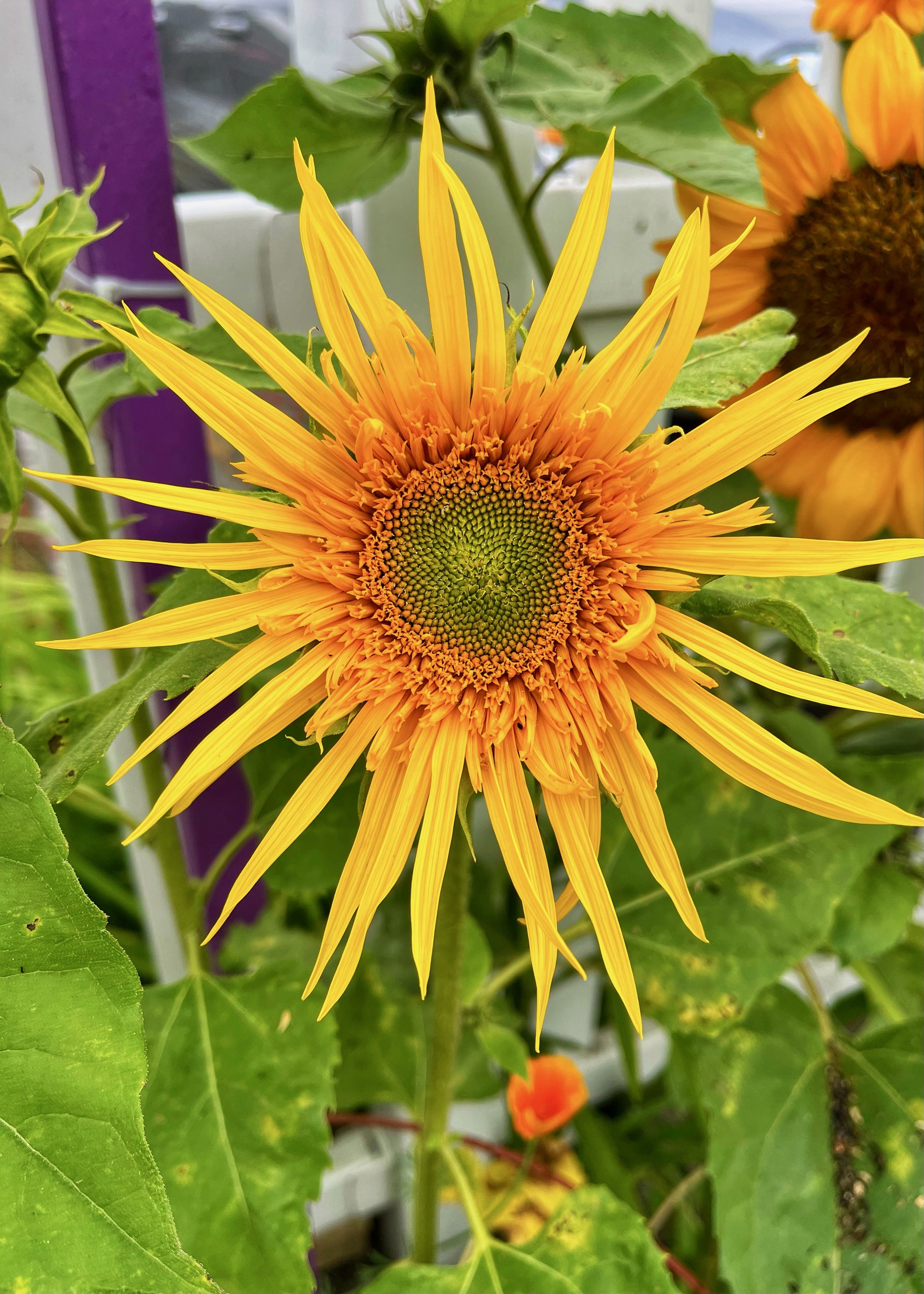 Sunflowers - 17 of 50.jpeg