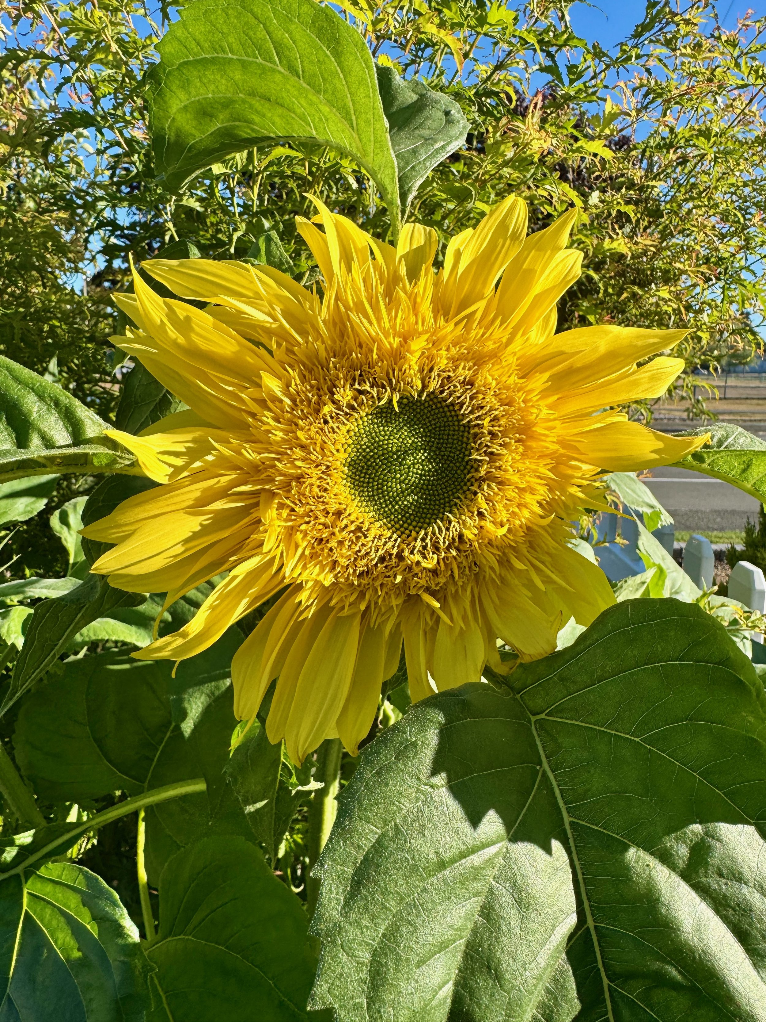 Sunflowers - 40 of 50.jpeg