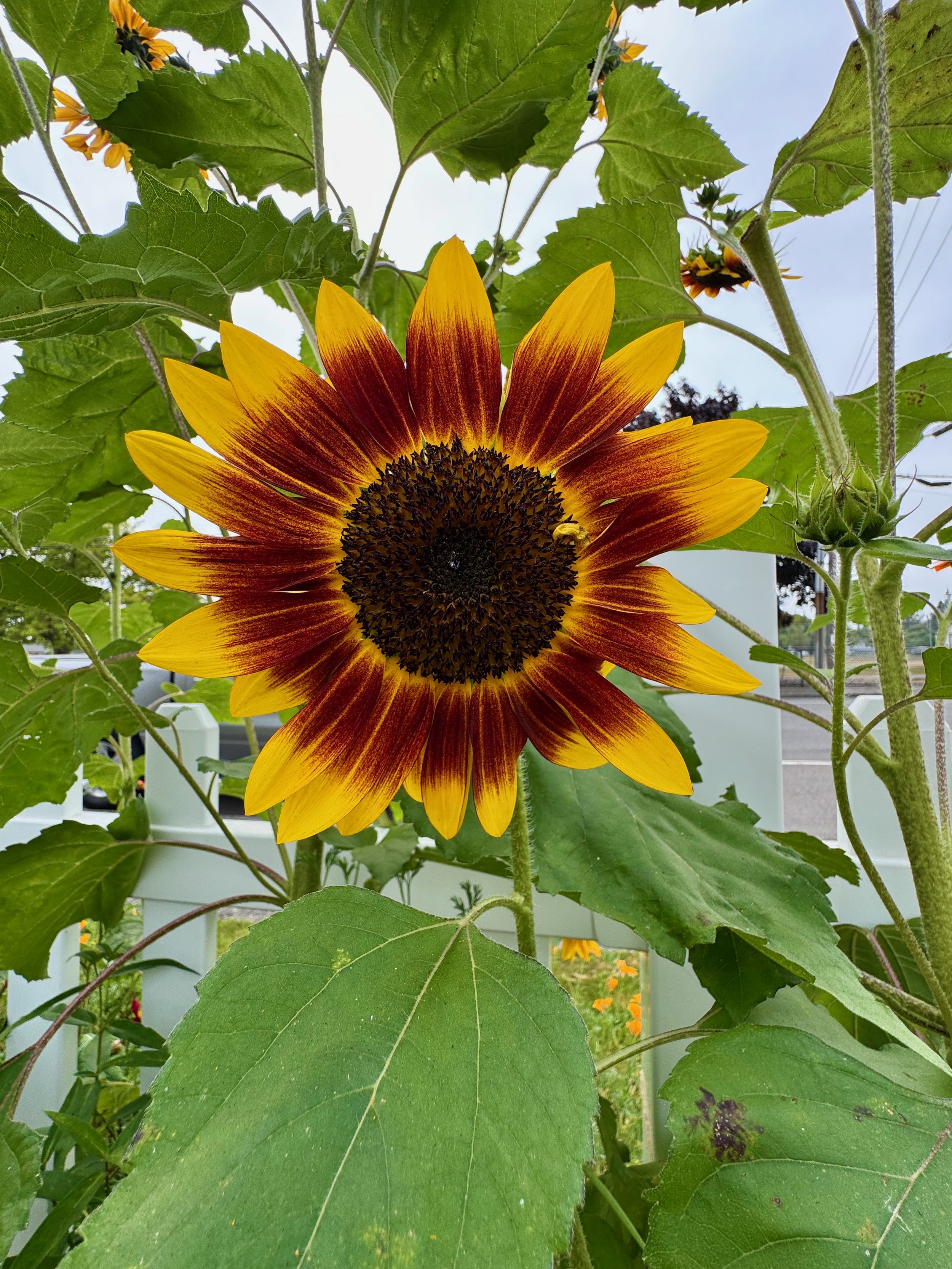 Sunflowers - 46 of 50.jpeg