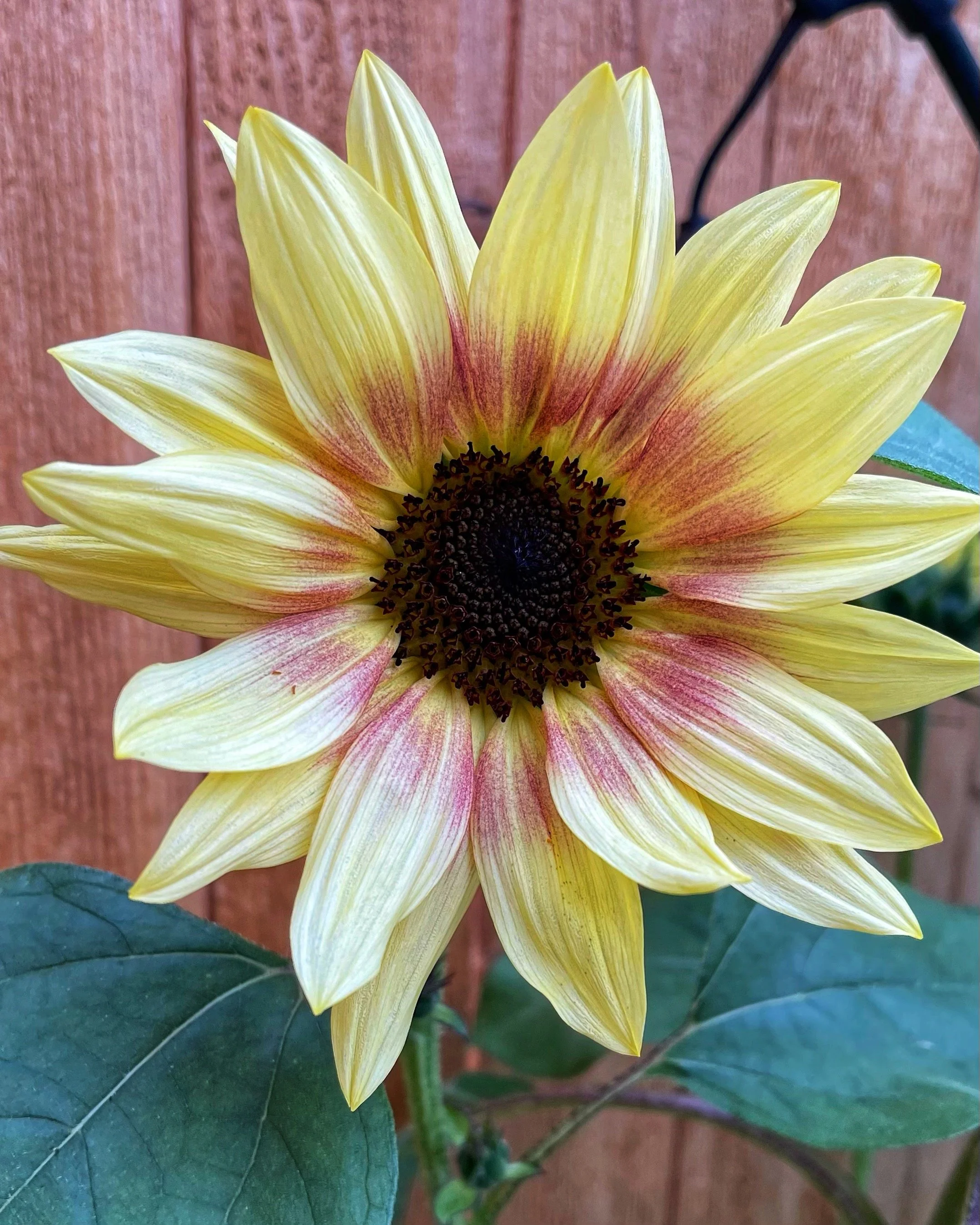 Sunflowers - 14 of 50.jpeg