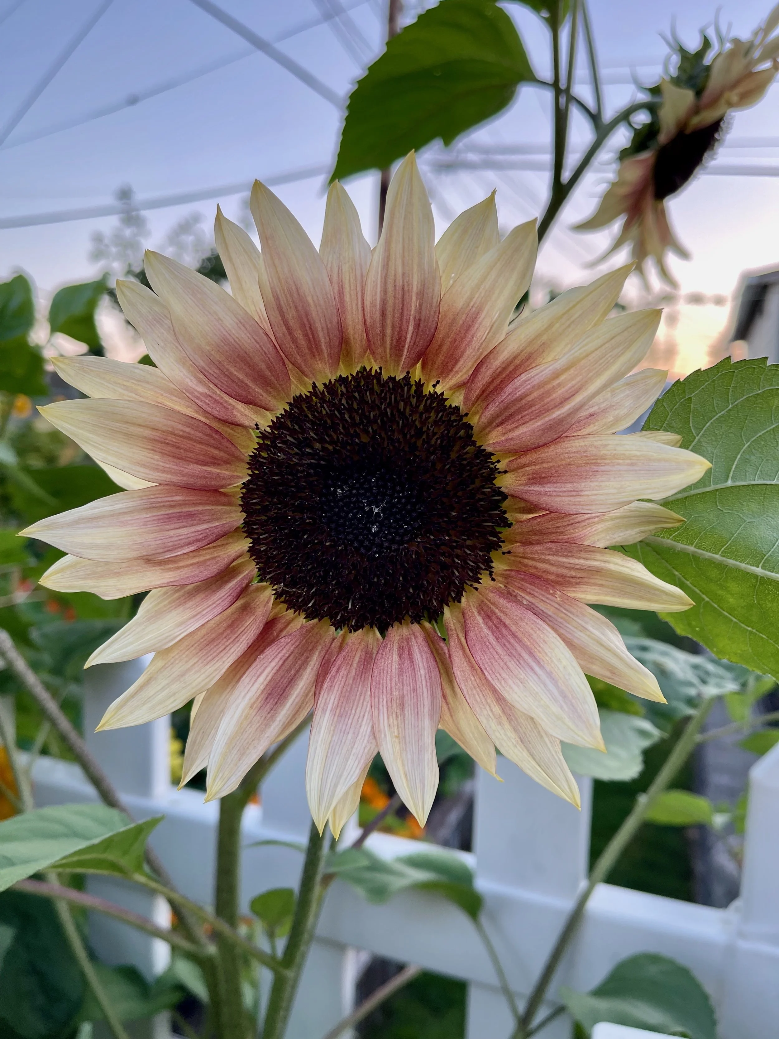 Sunflowers - 8 of 50.jpeg