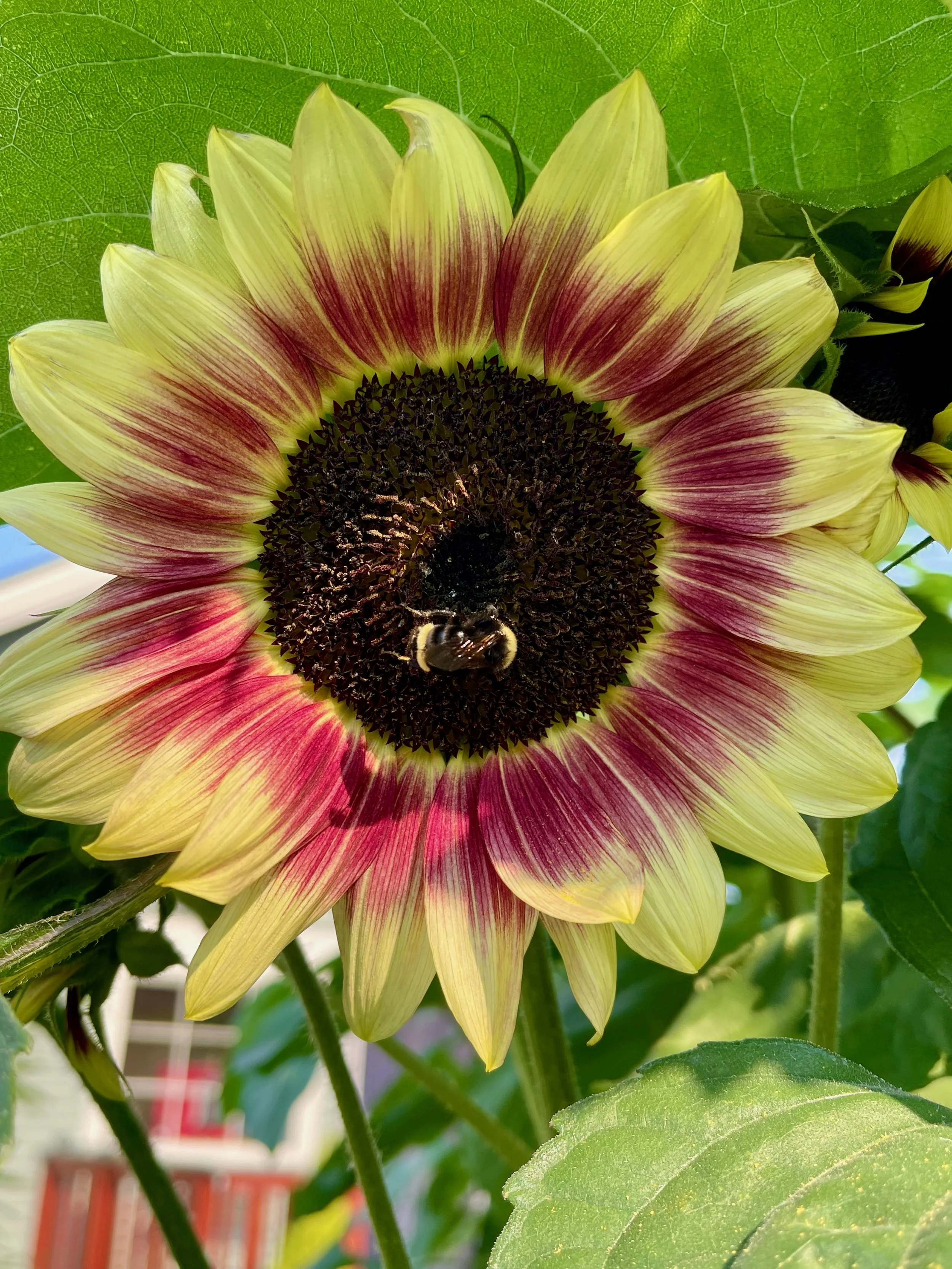 Sunflowers - 24 of 50.jpeg