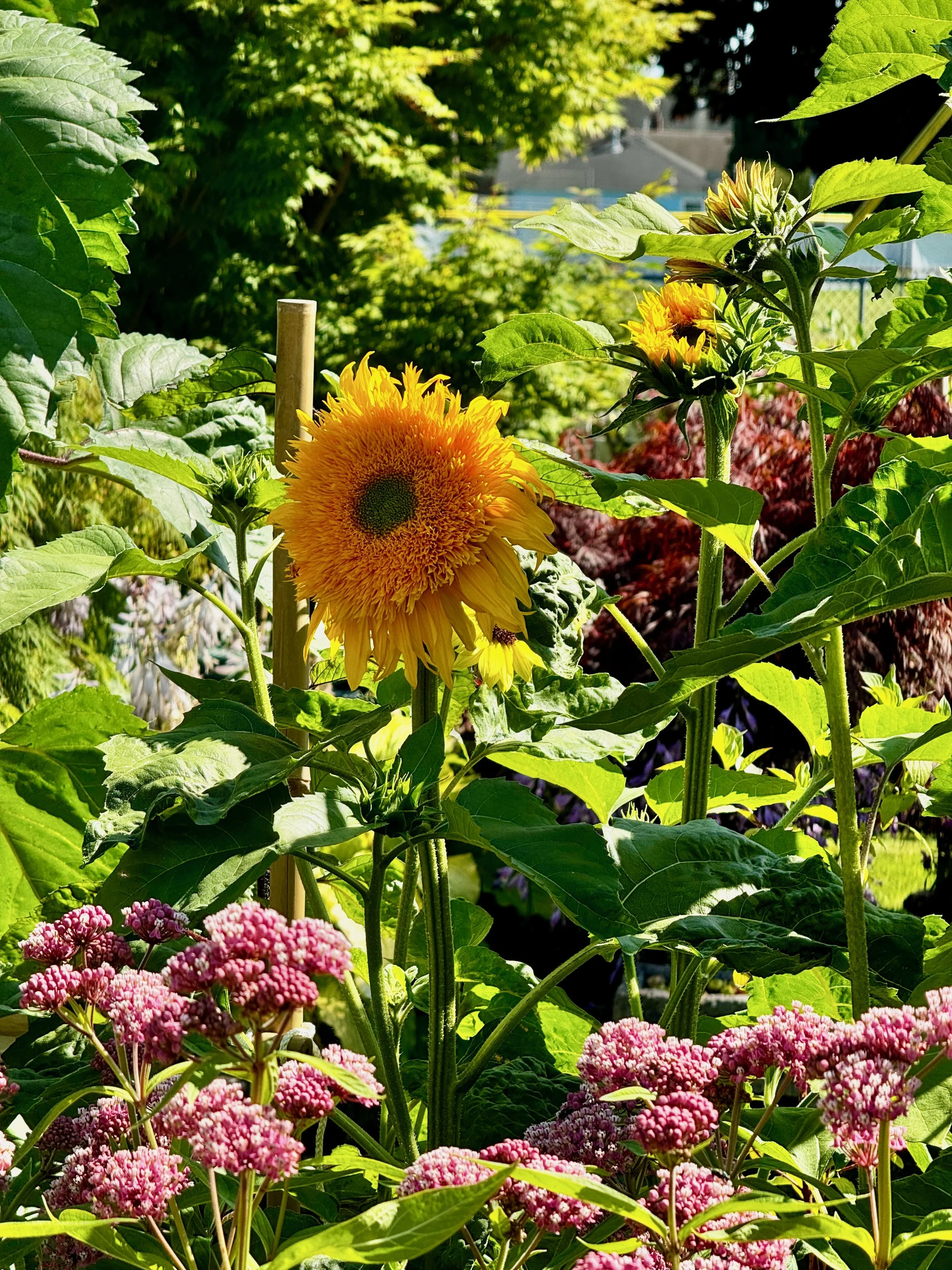 Sunflowers - 25 of 50.jpeg