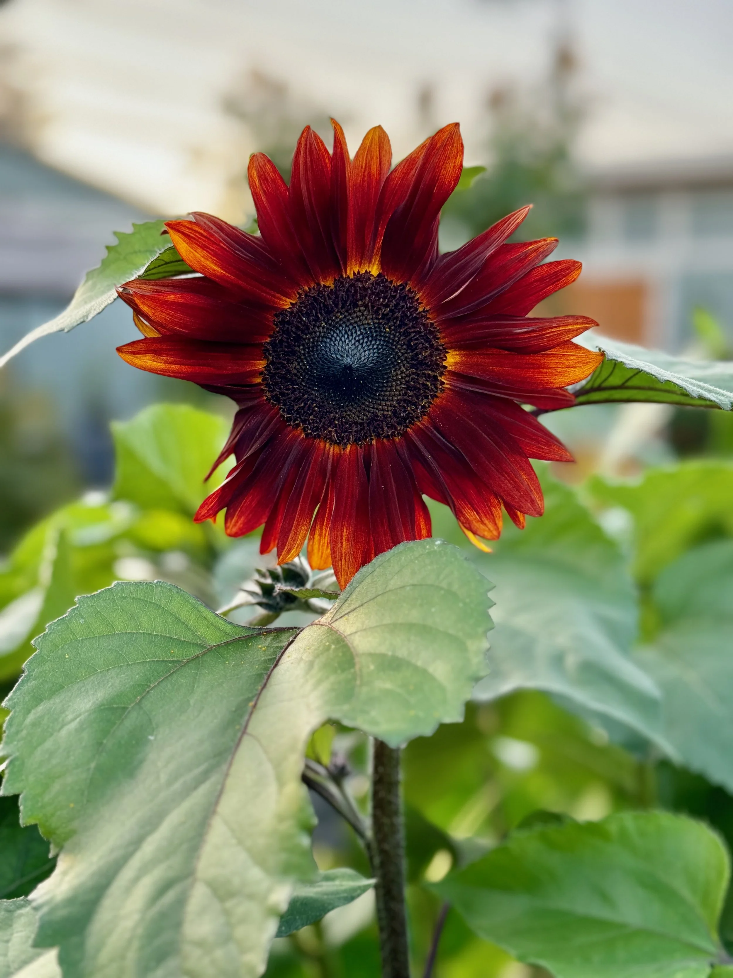 Sunflowers - 32 of 50.jpeg