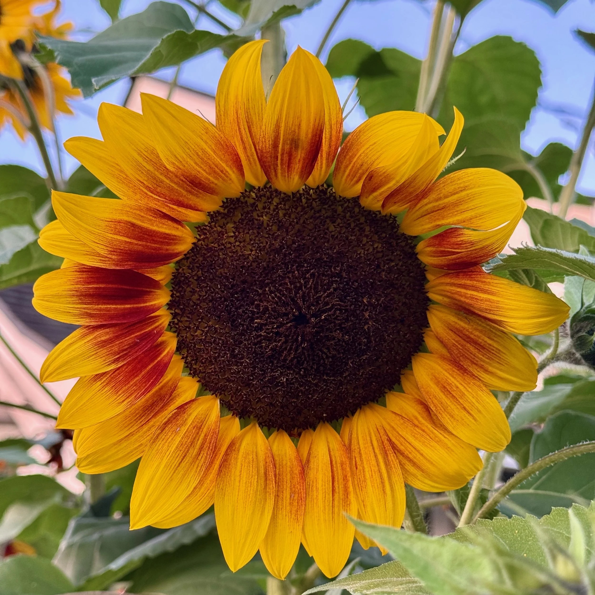 Sunflowers - 35 of 50.jpeg