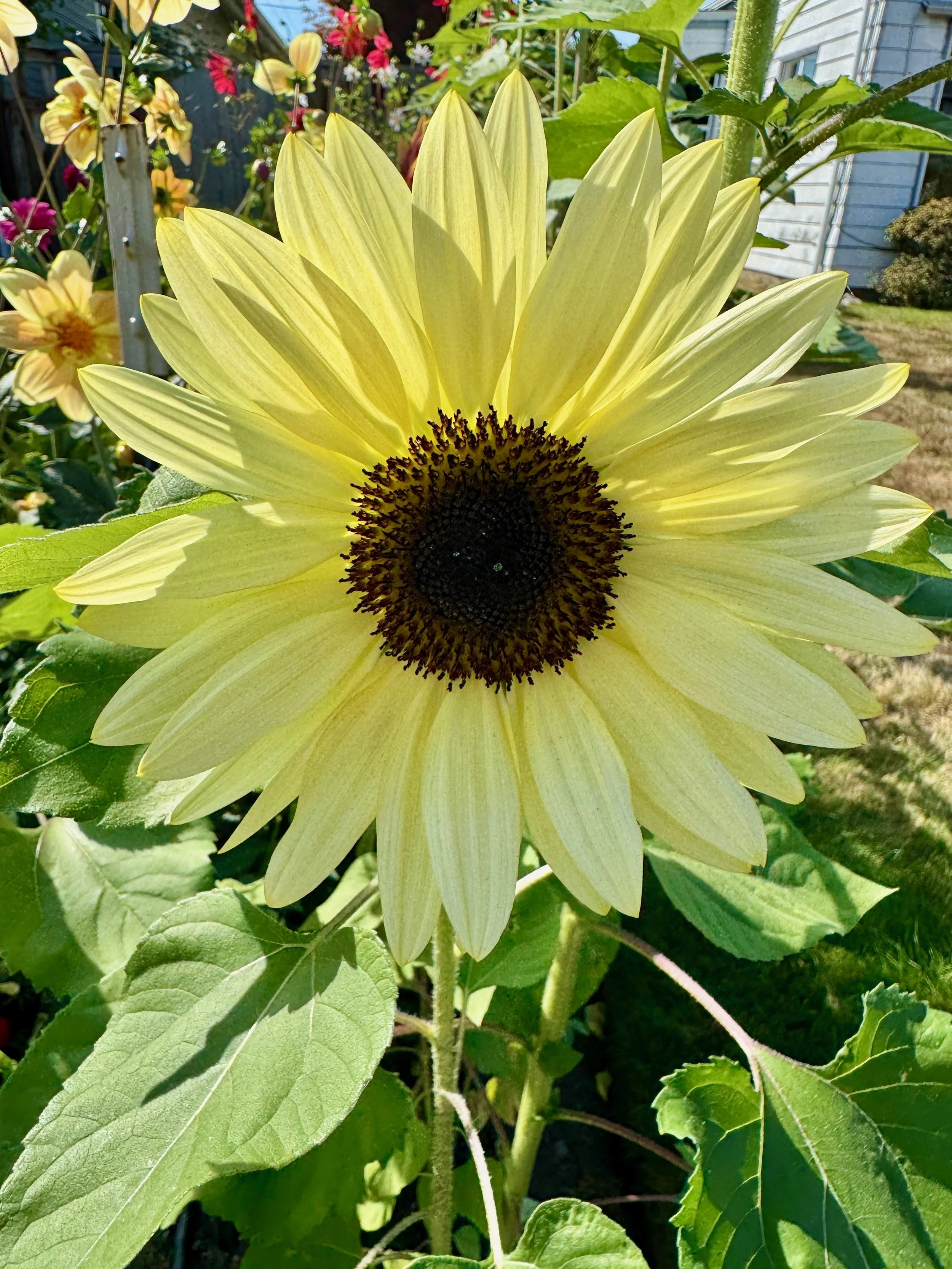 Sunflowers - 41 of 50.jpeg