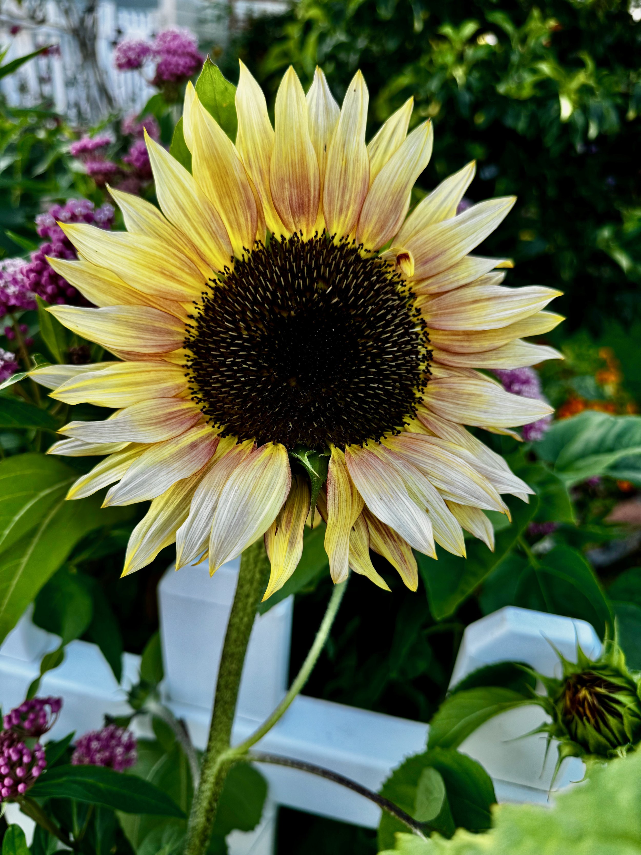 Sunflowers - 29 of 50.jpeg