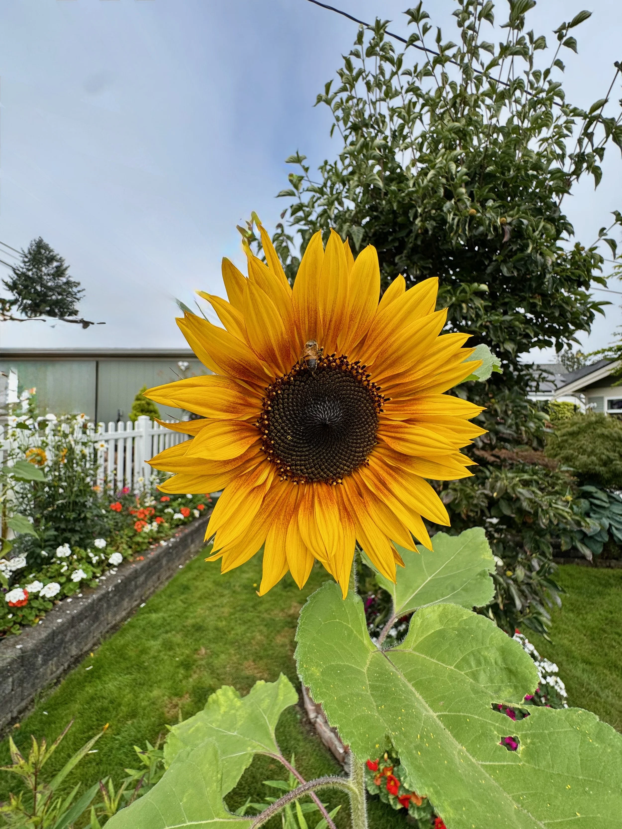 Sunflowers - 48 of 50.jpeg