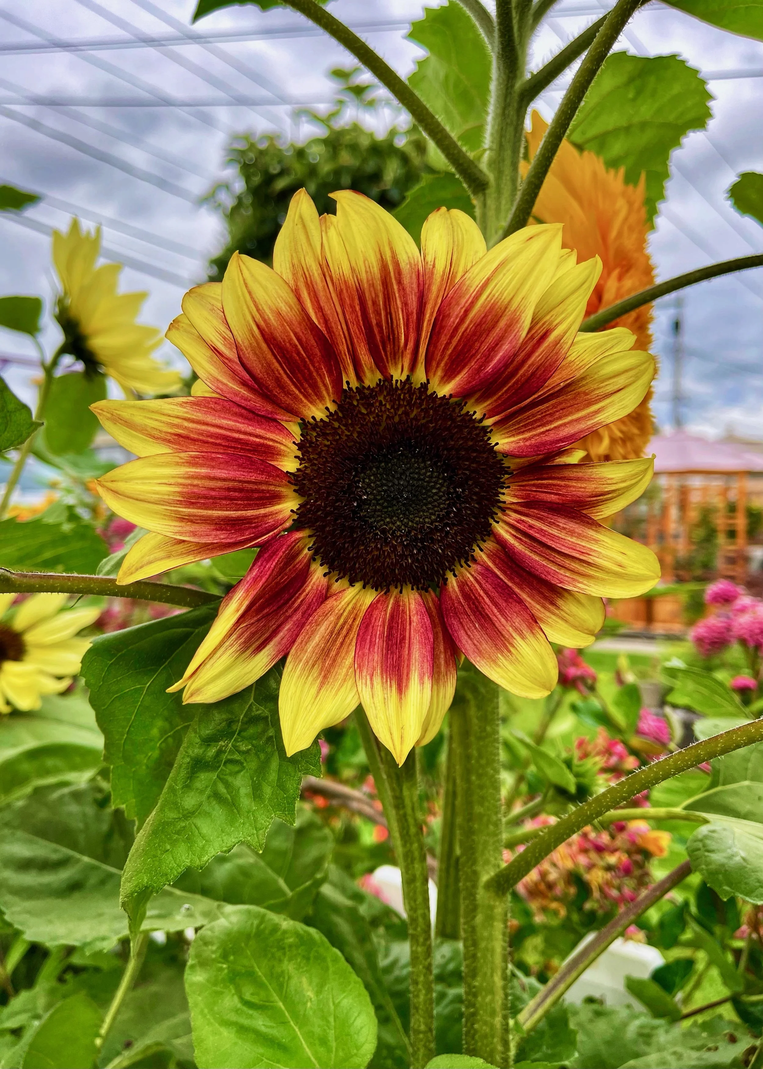Sunflowers - 18 of 50.jpeg