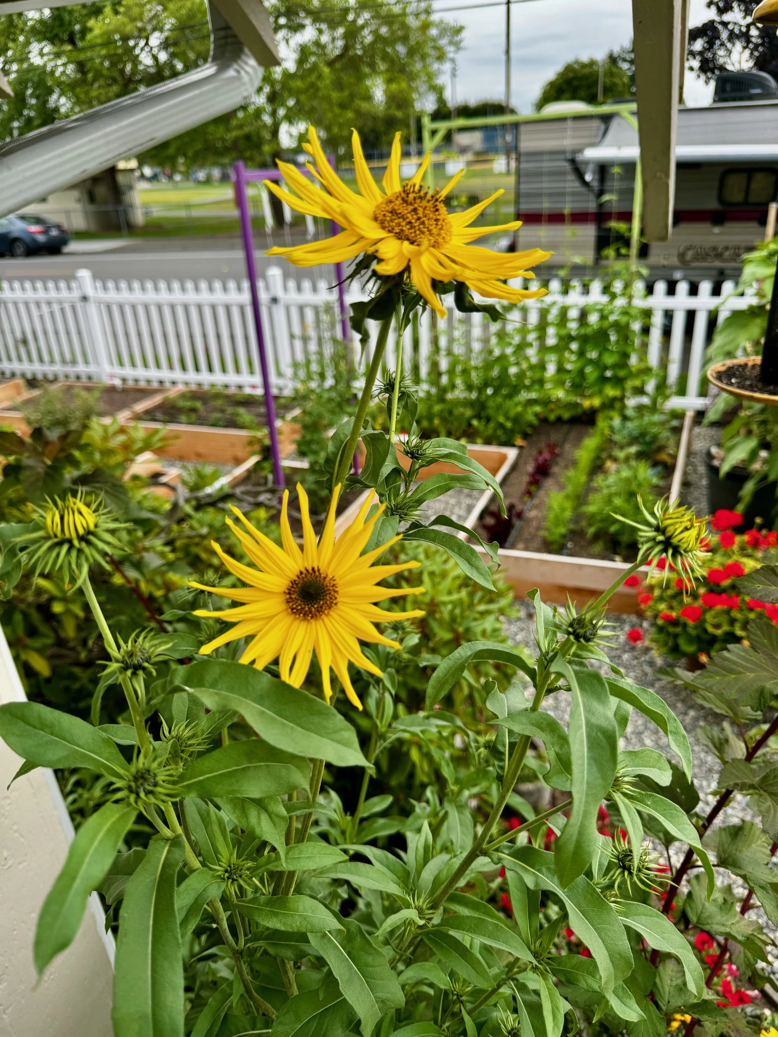 Sunflowers - 33 of 50.jpeg