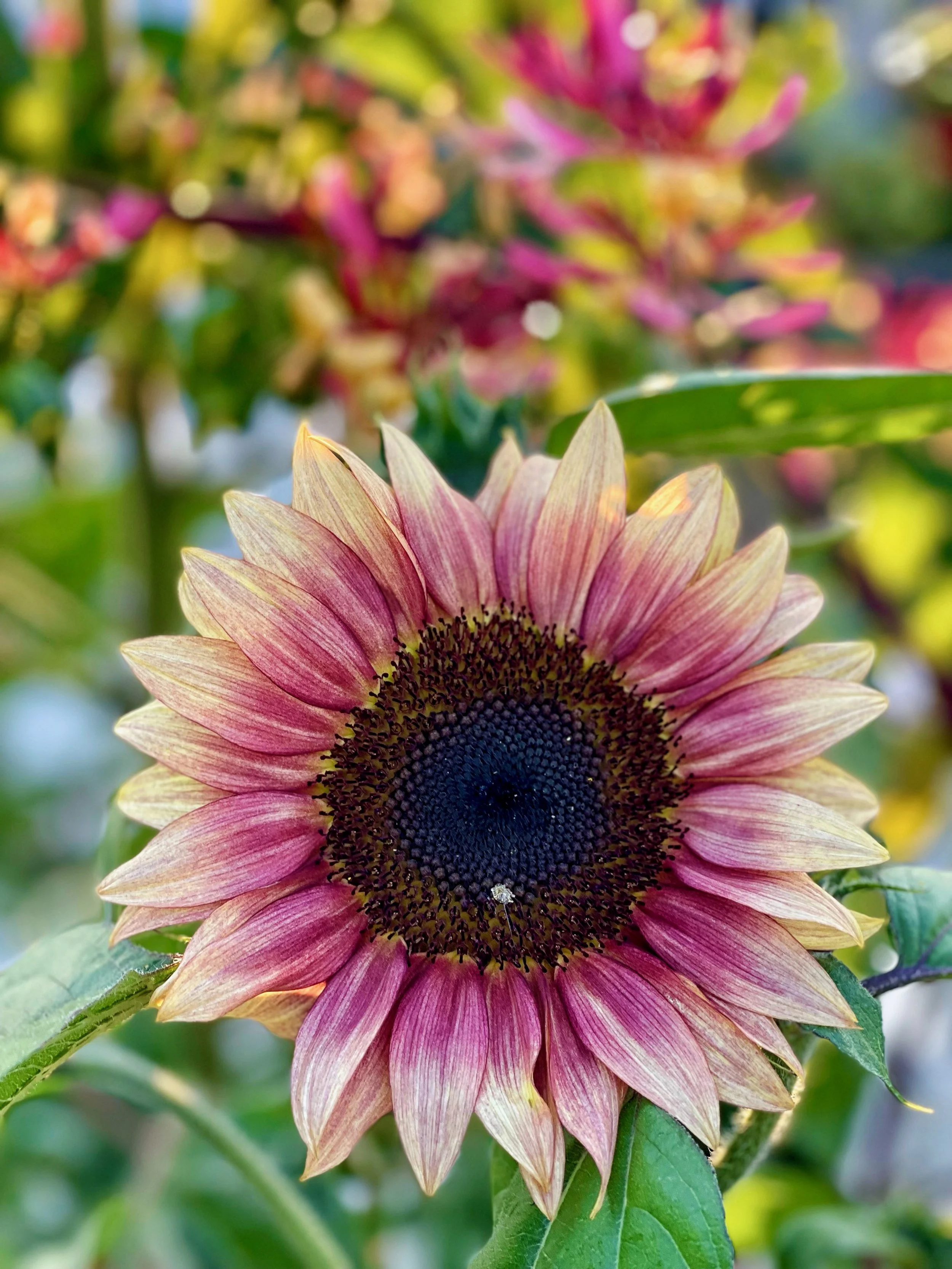 Sunflowers - 5 of 50.jpeg