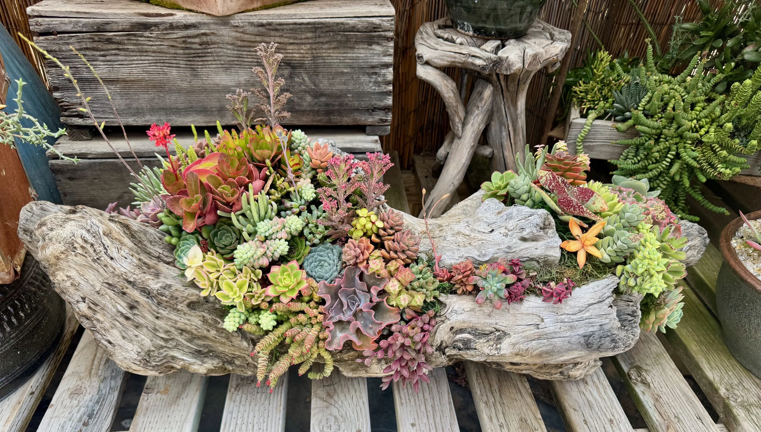 Colorful assortment of succulents planted in a large piece of weathered driftwood, featuring green, red, pink and purple foliage.