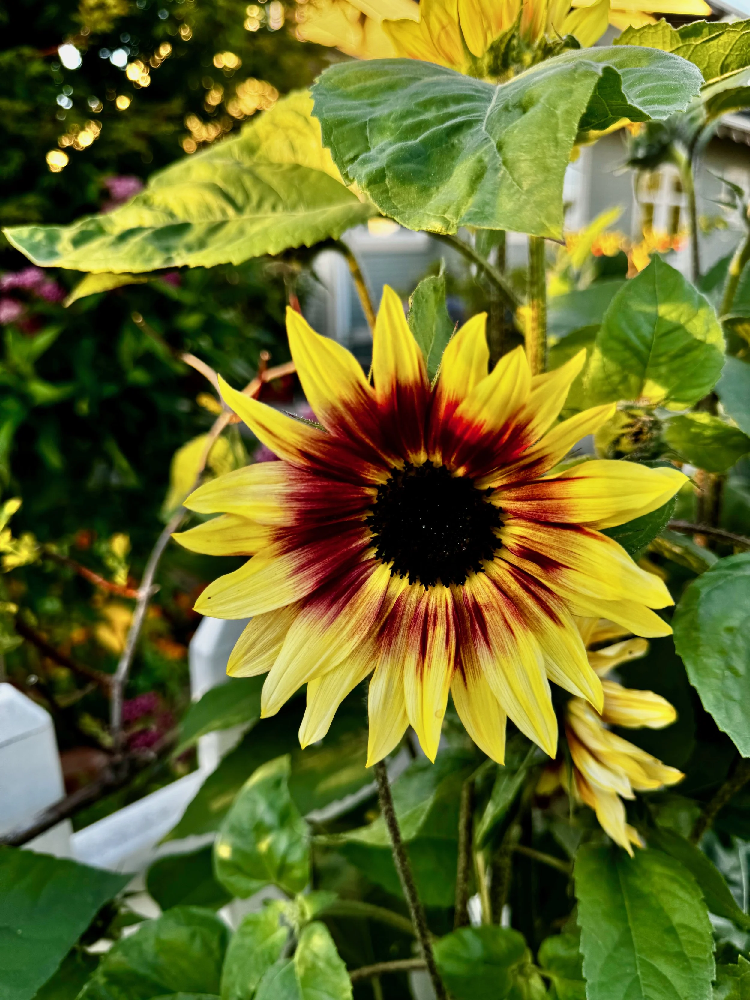 Sunflowers - 30 of 50.jpeg
