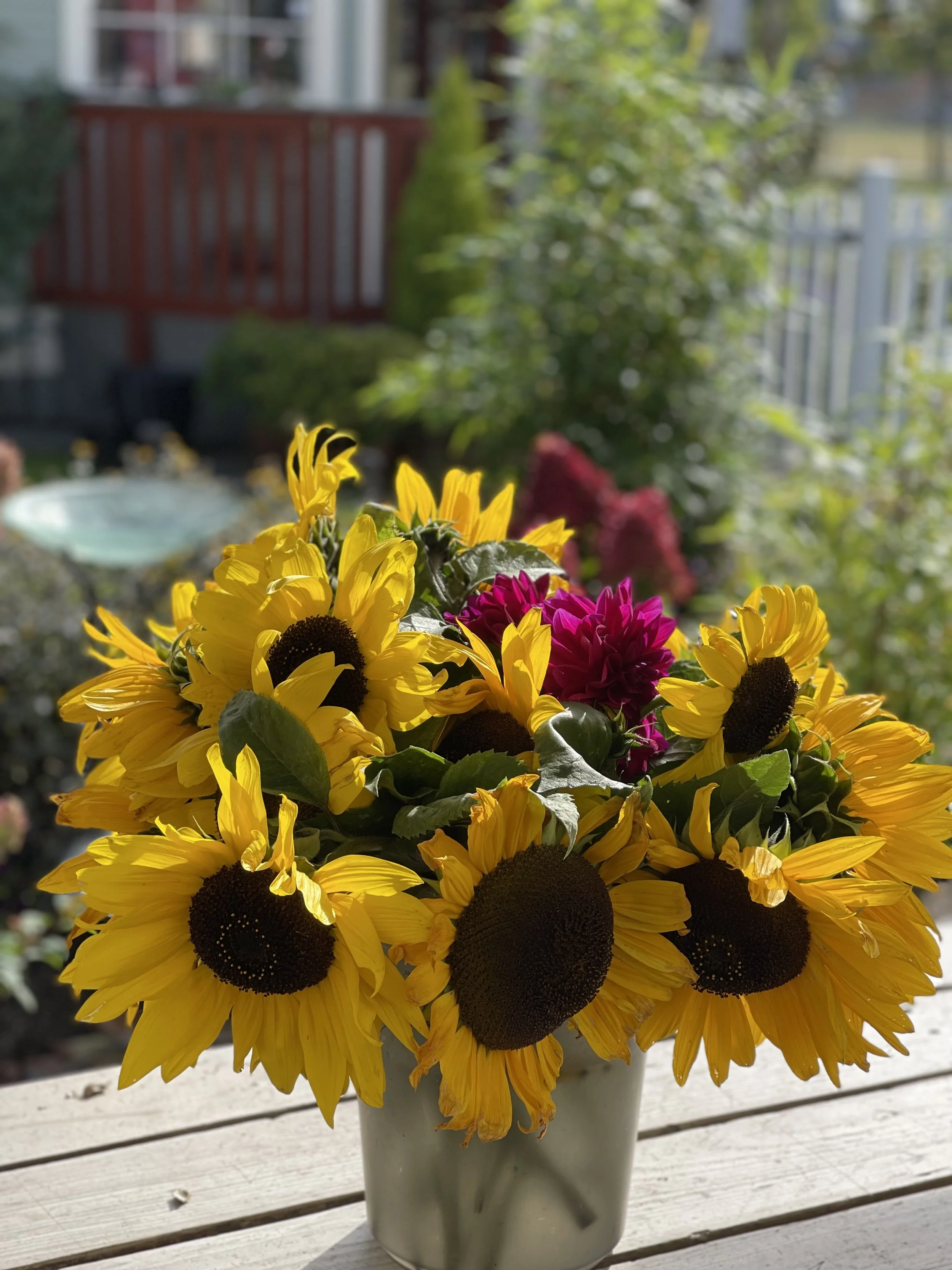 Bright yellow branching sunflower blooming in a summer garden in Everett, Washington.