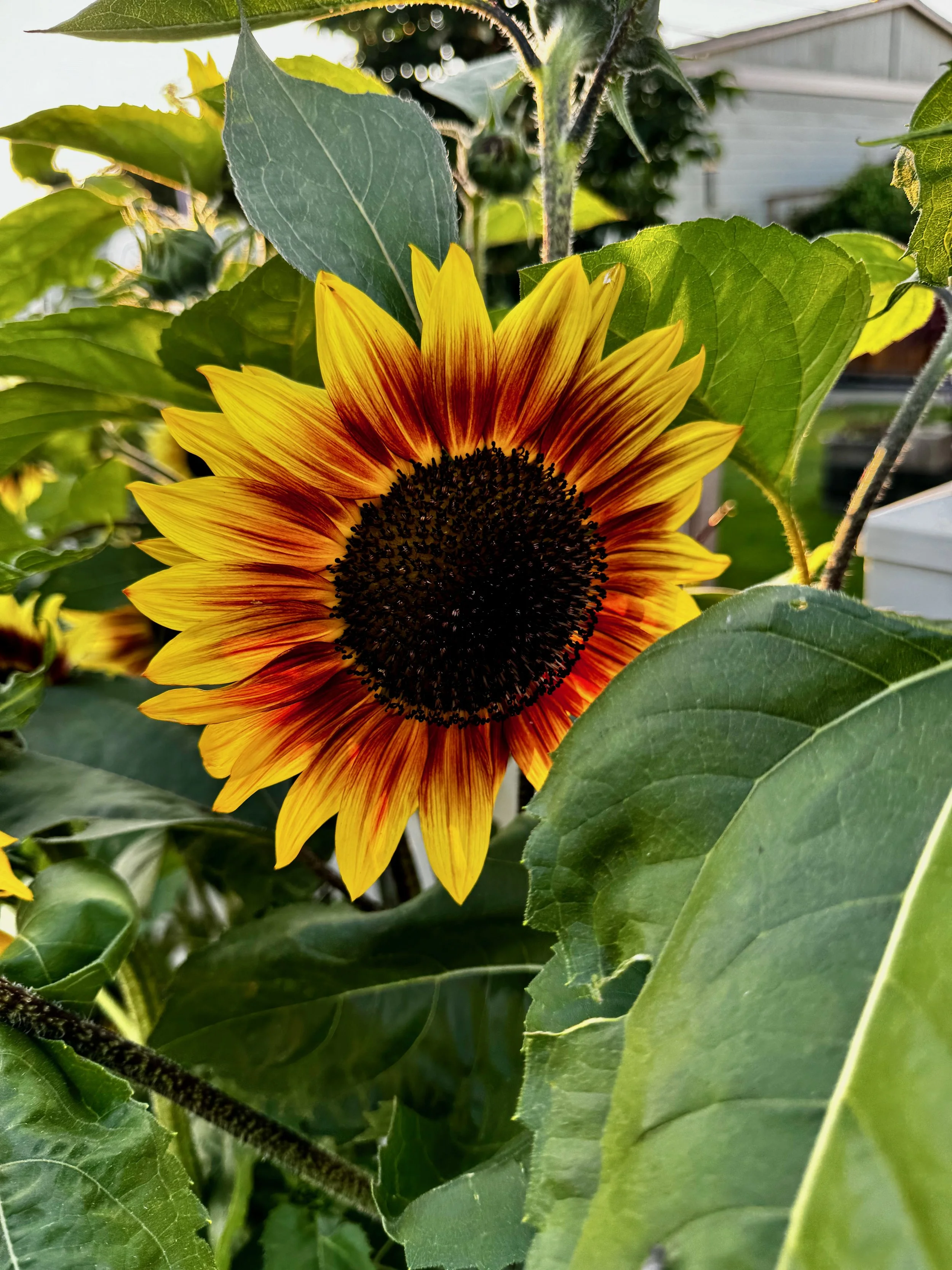 Sunflowers - 26 of 50.jpeg