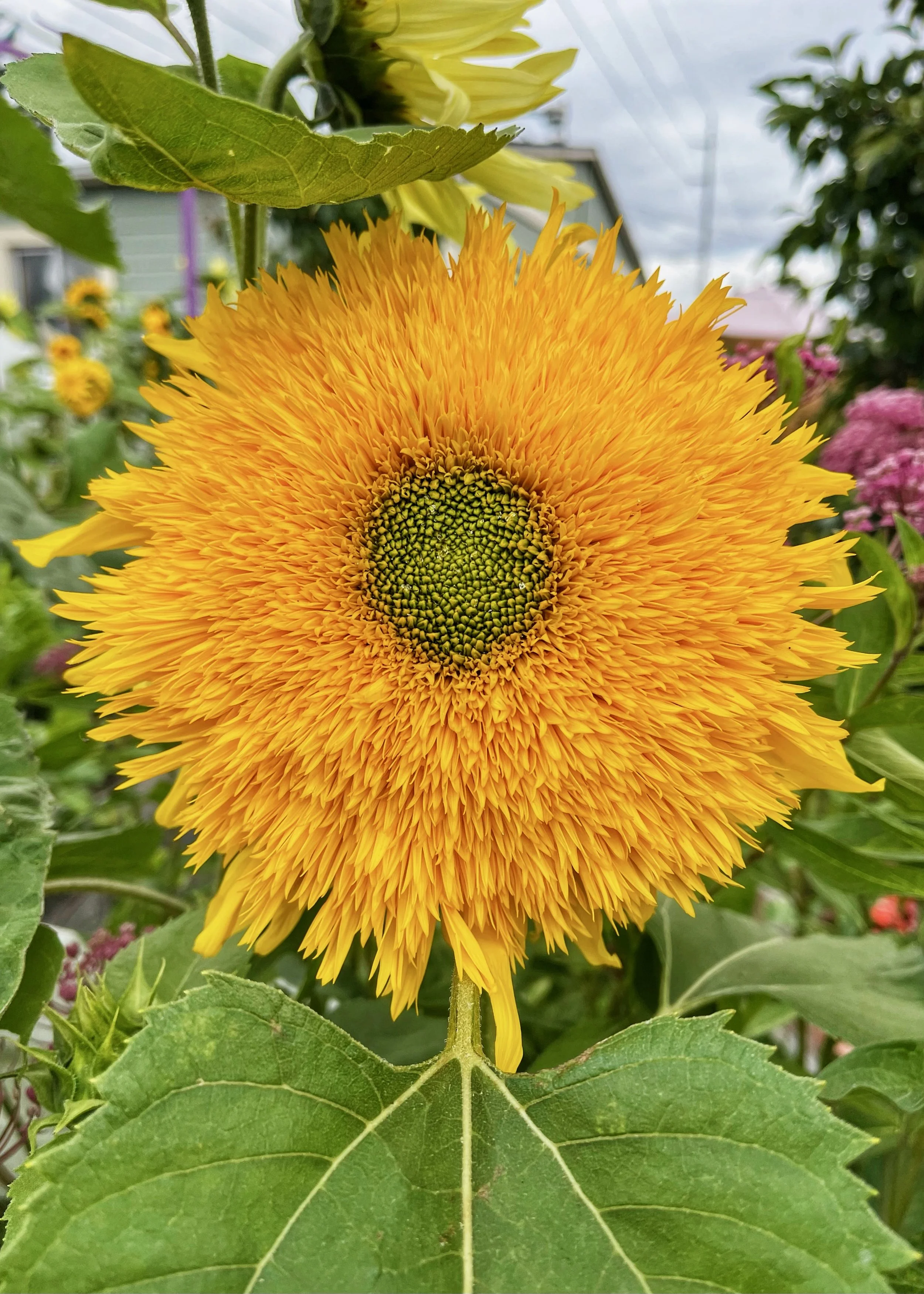Sunflowers - 19 of 50.jpeg